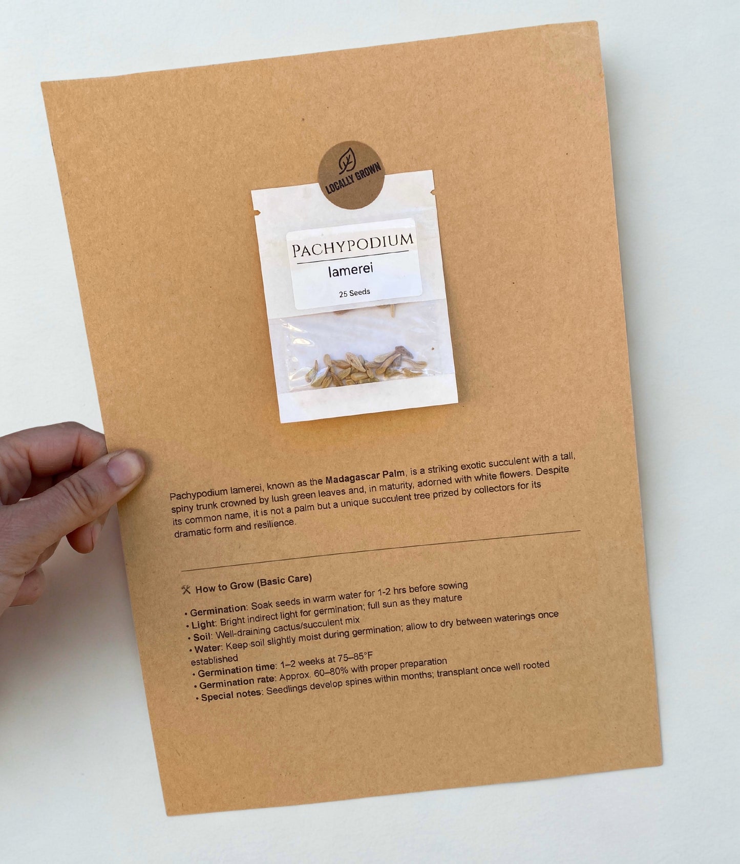 Pachypodium lamerei Seeds (Madagascar Palm) – Exotic Succulent Seeds – Grown in Elfin Forest, California