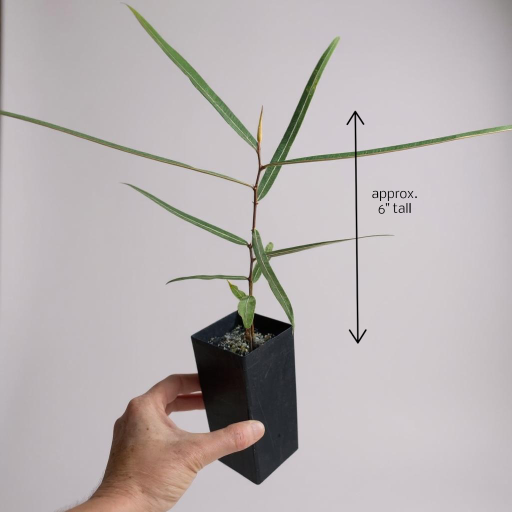 Queensland Bottle Tree (Brachychiton rupestris) – Rare Drought-Tolerant Tree – Grown in Elfin Forest, California