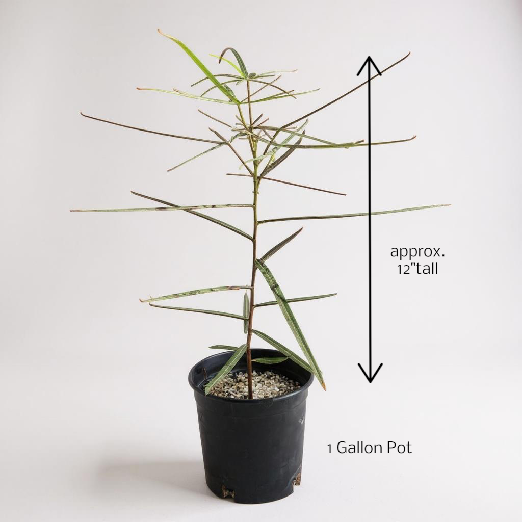 Queensland Bottle Tree (Brachychiton rupestris) – Rare Drought-Tolerant Tree – Grown in Elfin Forest, California
