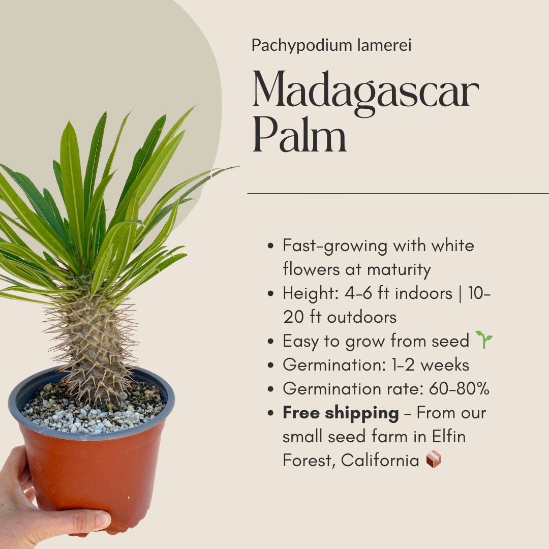 Pachypodium lamerei Seeds (Madagascar Palm) – Exotic Succulent Seeds – Grown in Elfin Forest, California