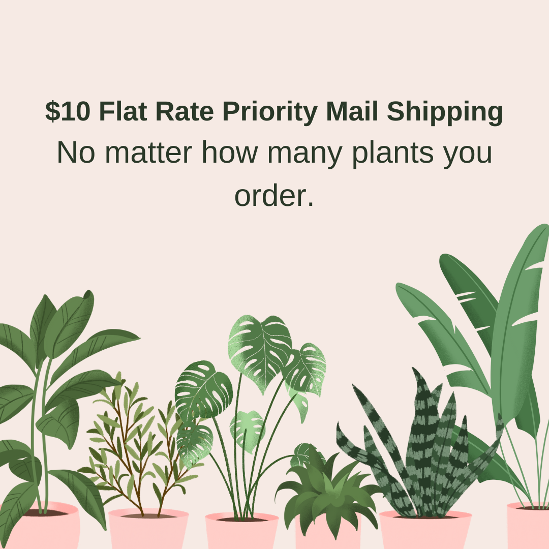 Huachuca Agave (Agave parryi var. huachucensis) – Blue-Gray Compact Succulent – Cold Hardy Plant -Seed Grown in Elfin Forest, CA