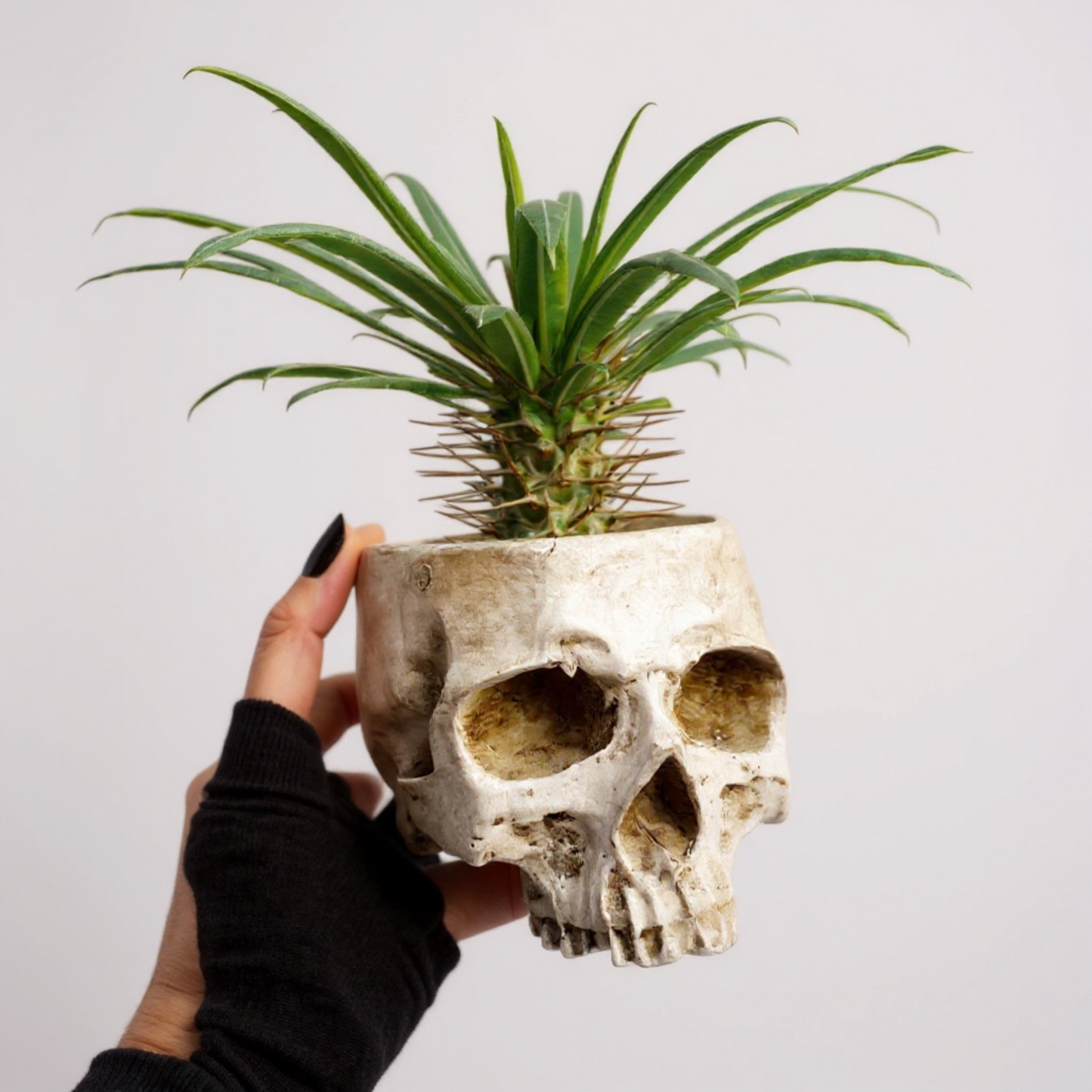 Skull Planter with Live Madagascar Palm – Spiky Succulent Tree – Gothic & Halloween Decor