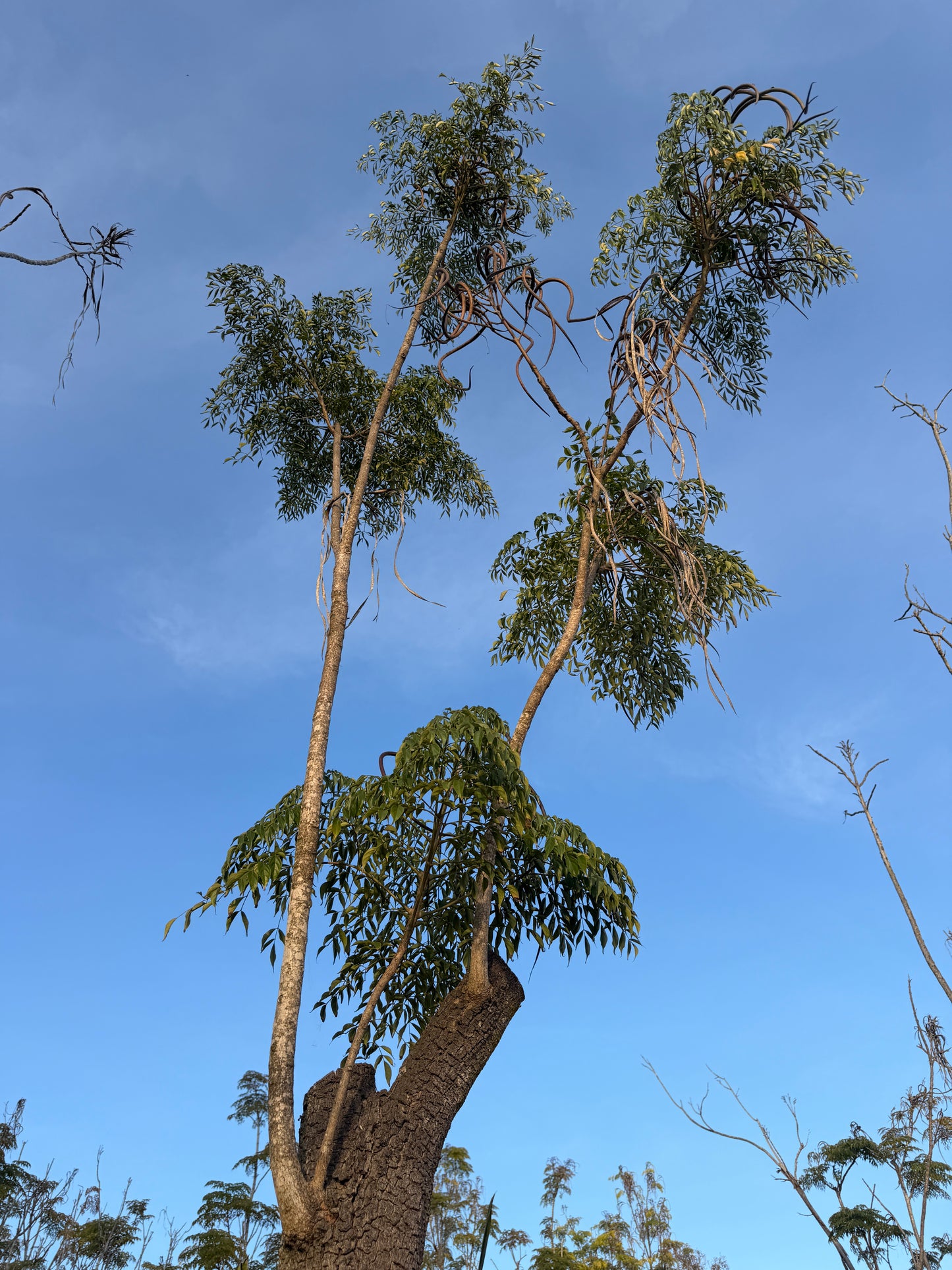 Radermachera sinica (China Doll Tree) - 1,000 Seeds - Wholesale Bulk - Grown in Elfin Forest, California