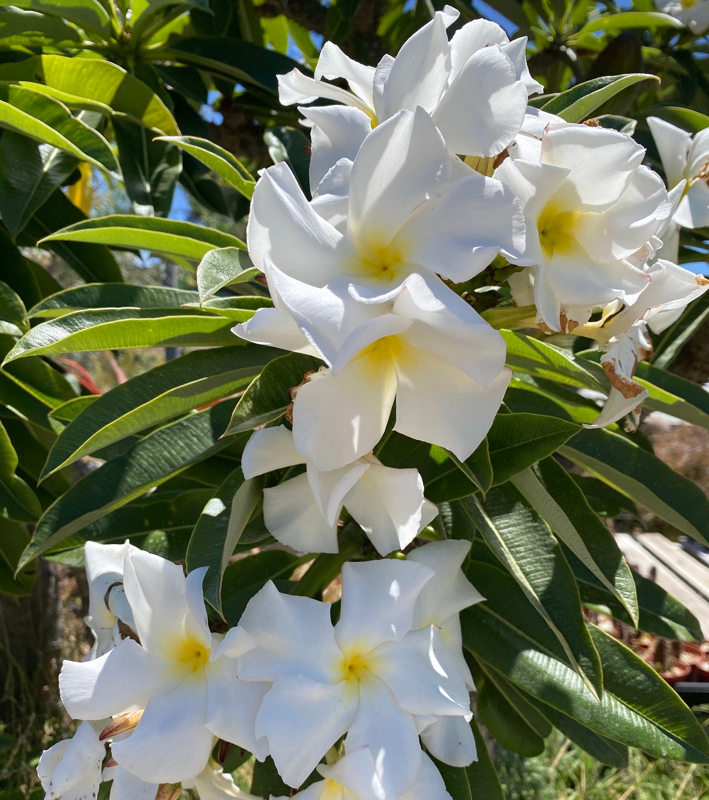 Pachypodium ramosum – Rare Dwarf Madagascar Palm | Caudiciform Succulent Grown in Elfin Forest, California