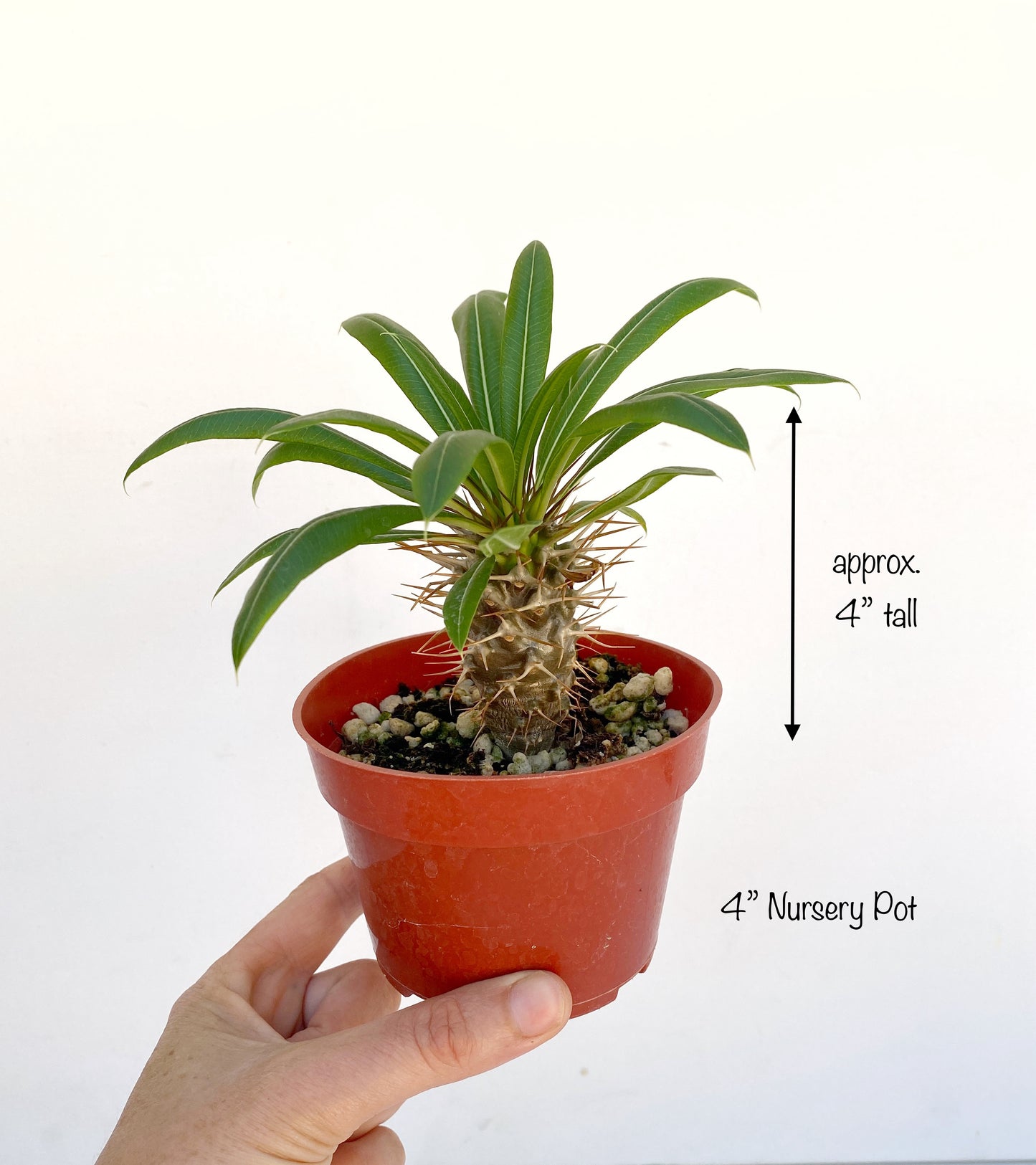 Pachypodium ramosum – Rare Dwarf Madagascar Palm | Caudiciform Succulent Grown in Elfin Forest, California