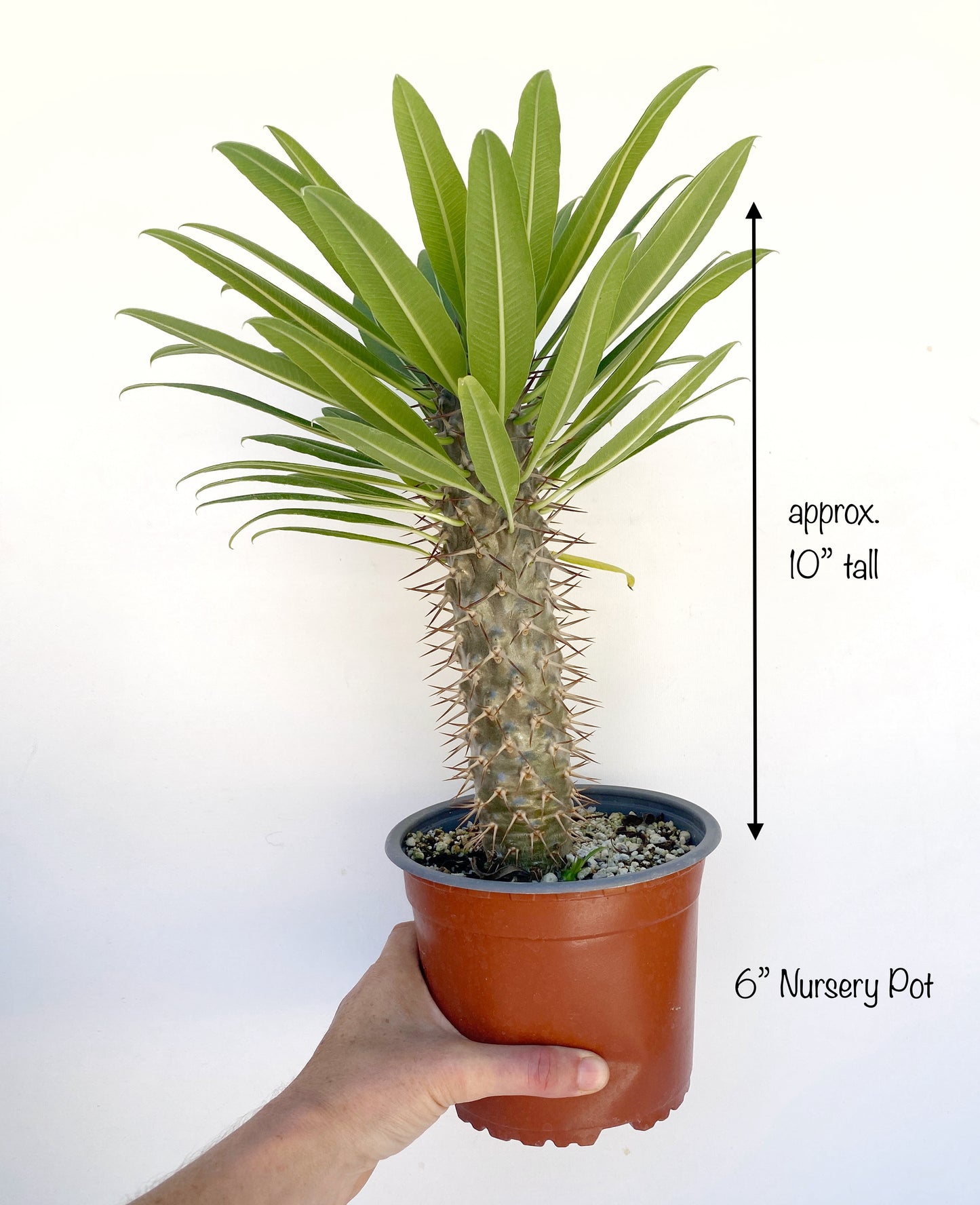 Pachypodium ramosum – Rare Dwarf Madagascar Palm | Caudiciform Succulent Grown in Elfin Forest, California