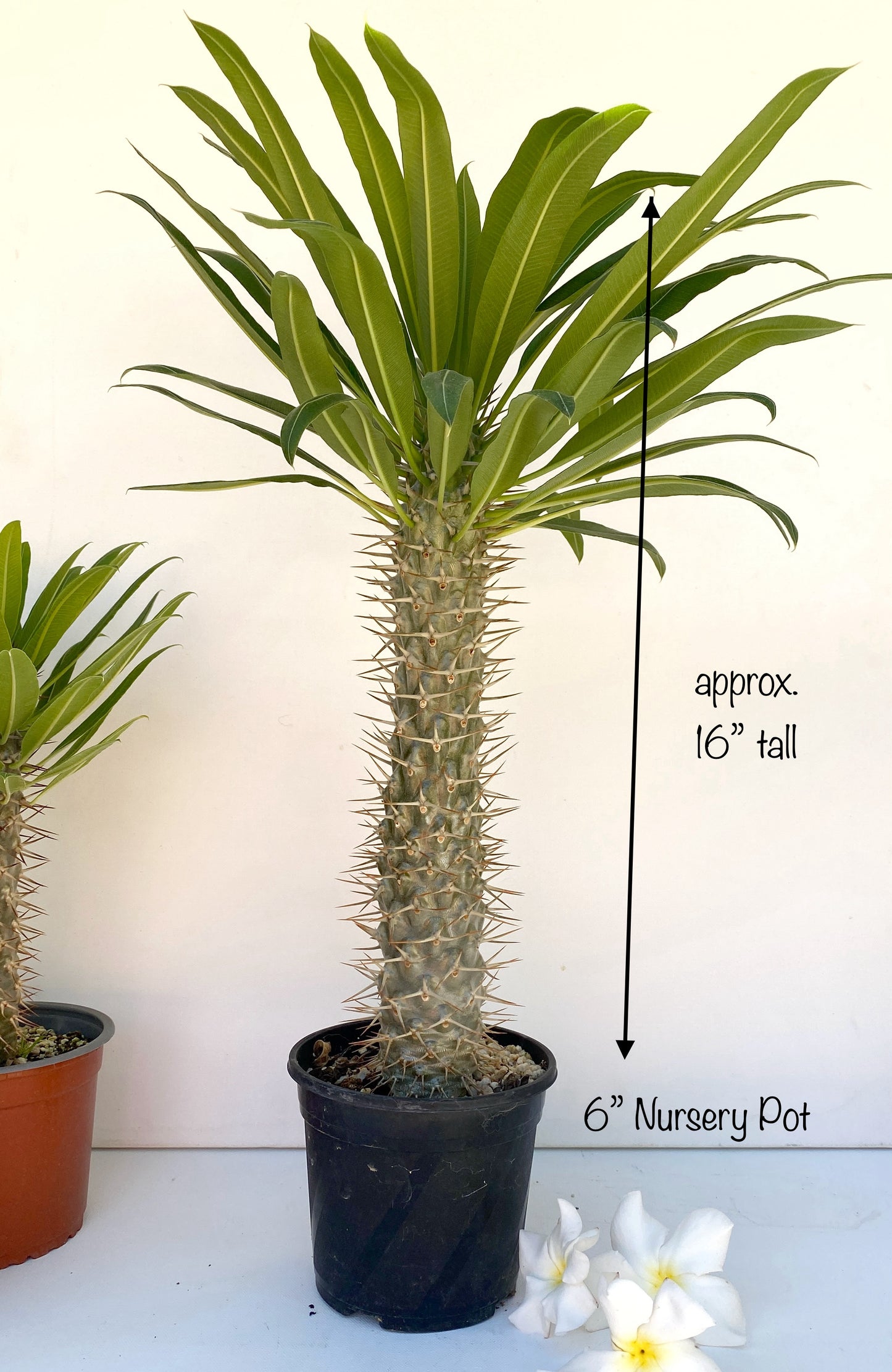 Pachypodium ramosum – Rare Dwarf Madagascar Palm | Caudiciform Succulent Grown in Elfin Forest, California