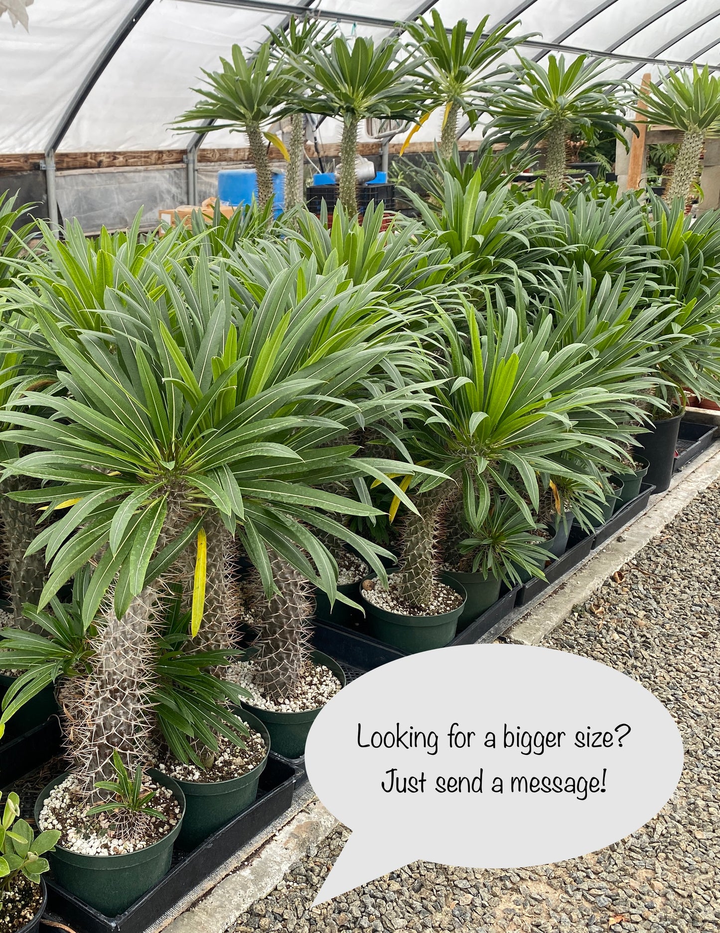 Mini Madagascar Palm – Live Plant in Eco Concrete-Look Planter with Bamboo Tray – Perfect Gift