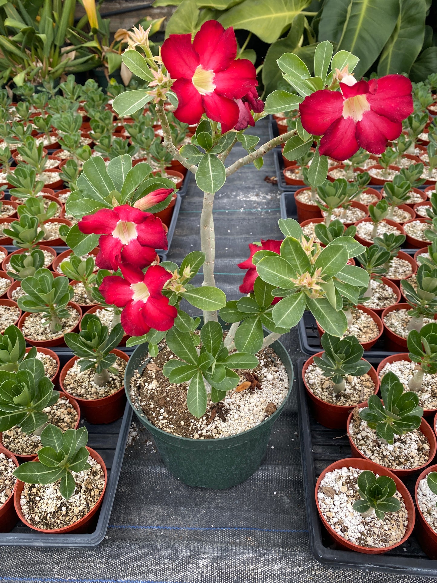 Adenium obesum – Red Desert Rose | Caudiciform Succulent Grown in Elfin Forest, California