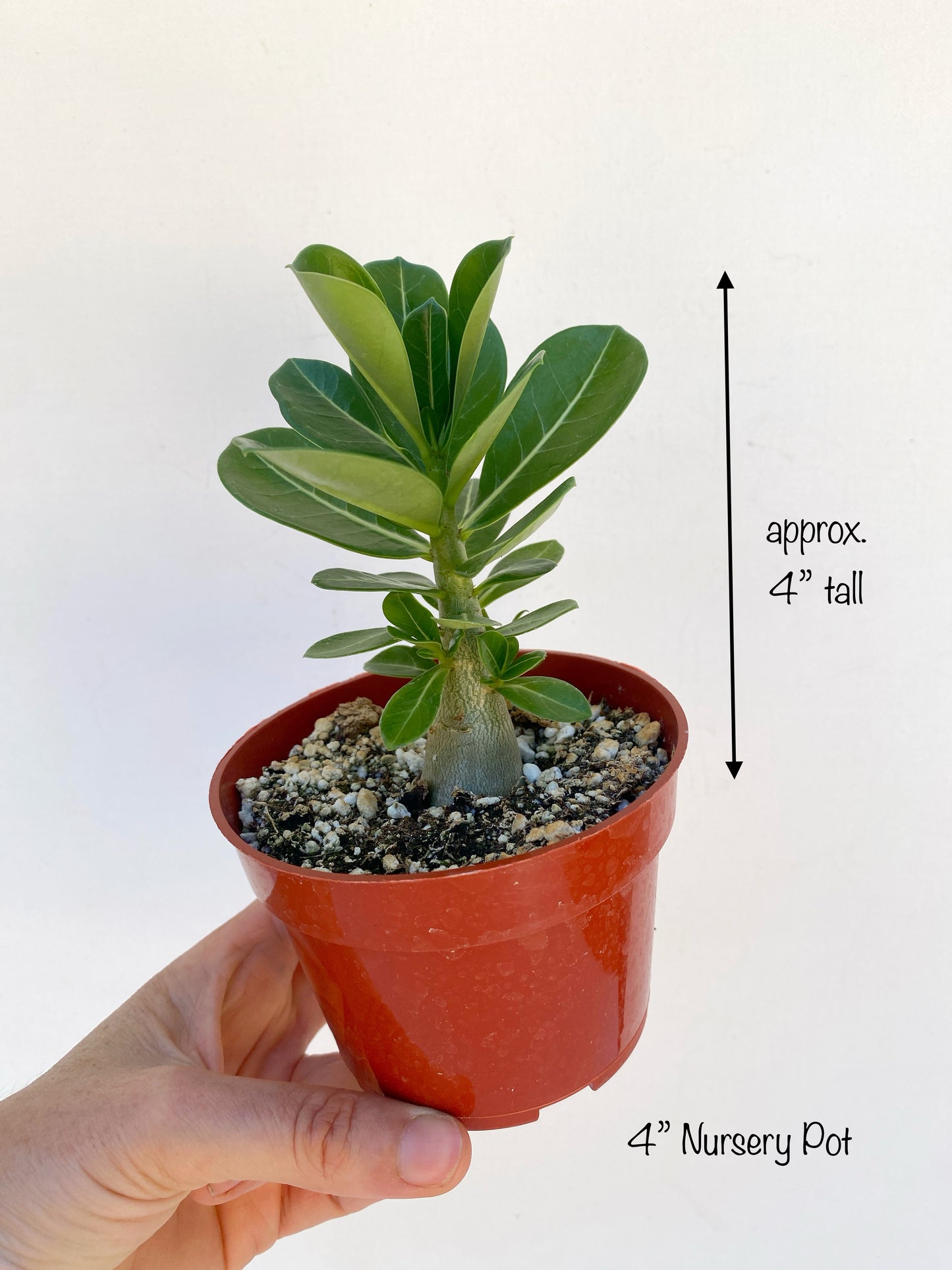 Adenium obesum – Red Desert Rose | Caudiciform Succulent Grown in Elfin Forest, California
