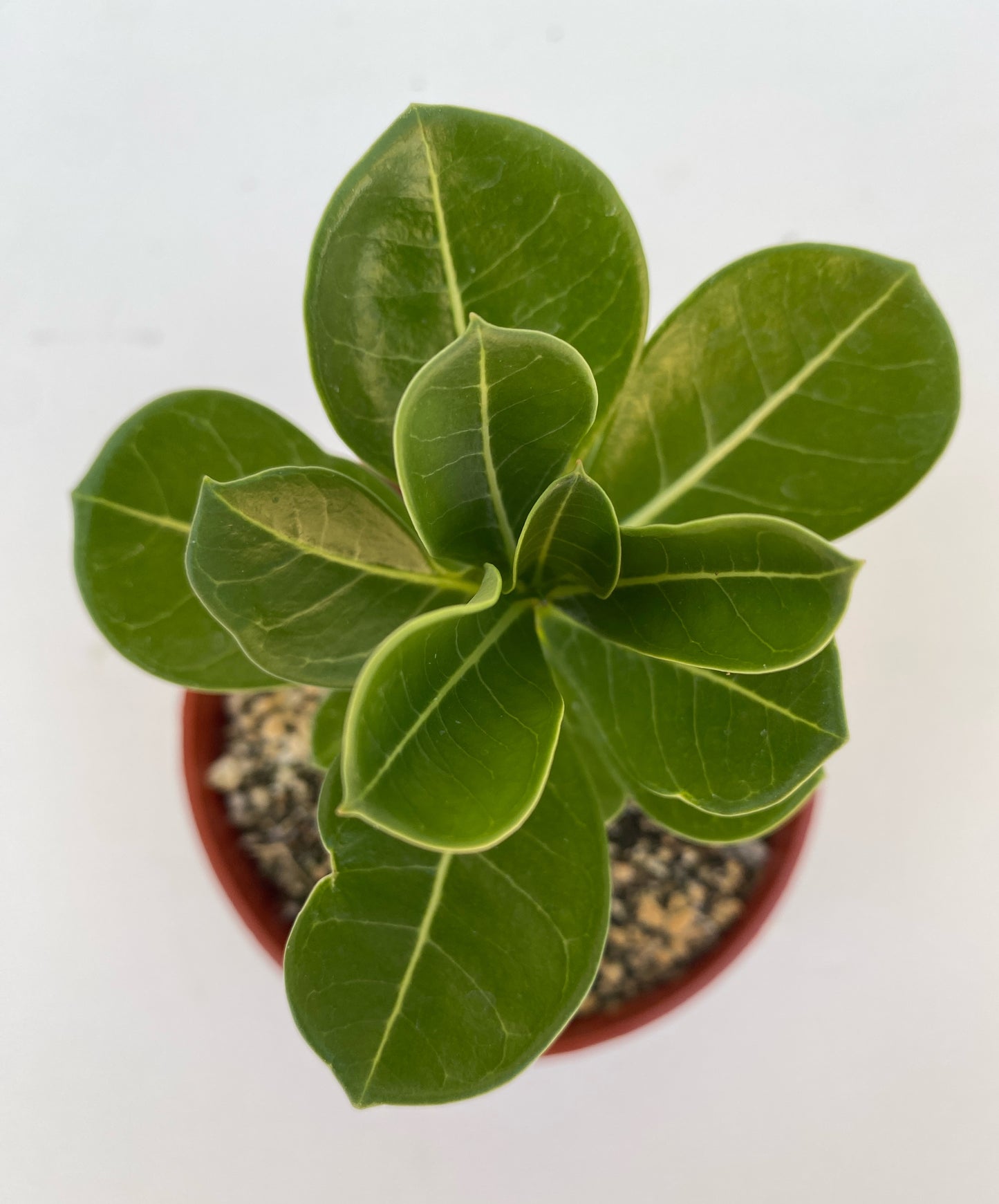 Adenium obesum – Red Desert Rose | Caudiciform Succulent Grown in Elfin Forest, California