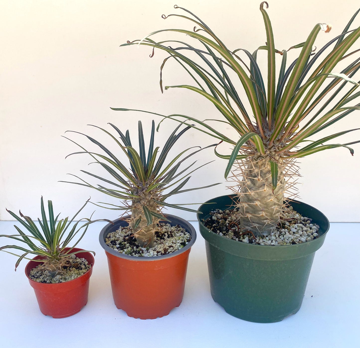 Pachypodium geayi – Silver Madagascar Palm - Exotic Succulent Grown in Elfin Forest, California