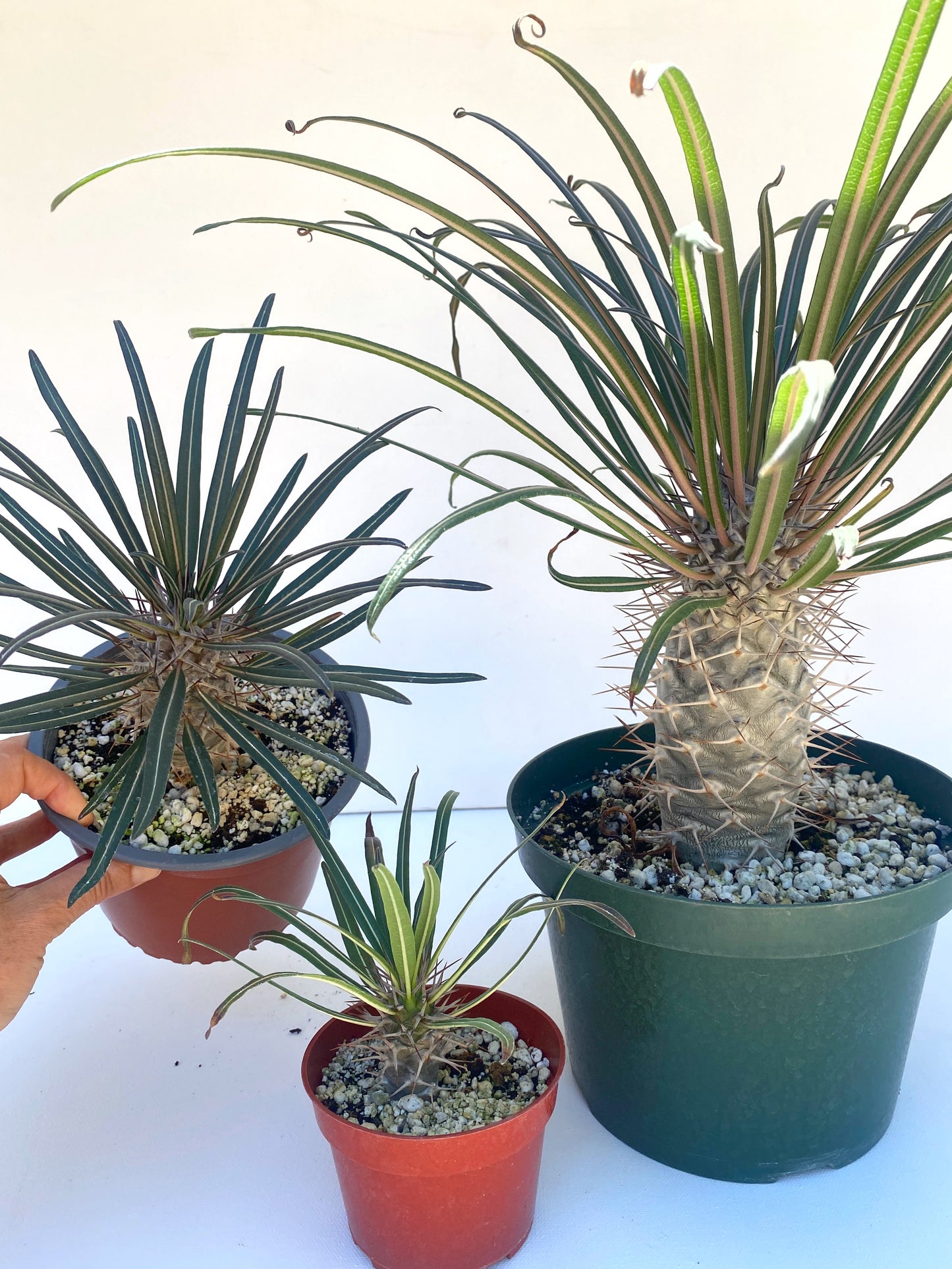 Pachypodium geayi – Silver Madagascar Palm - Exotic Succulent Grown in Elfin Forest, California