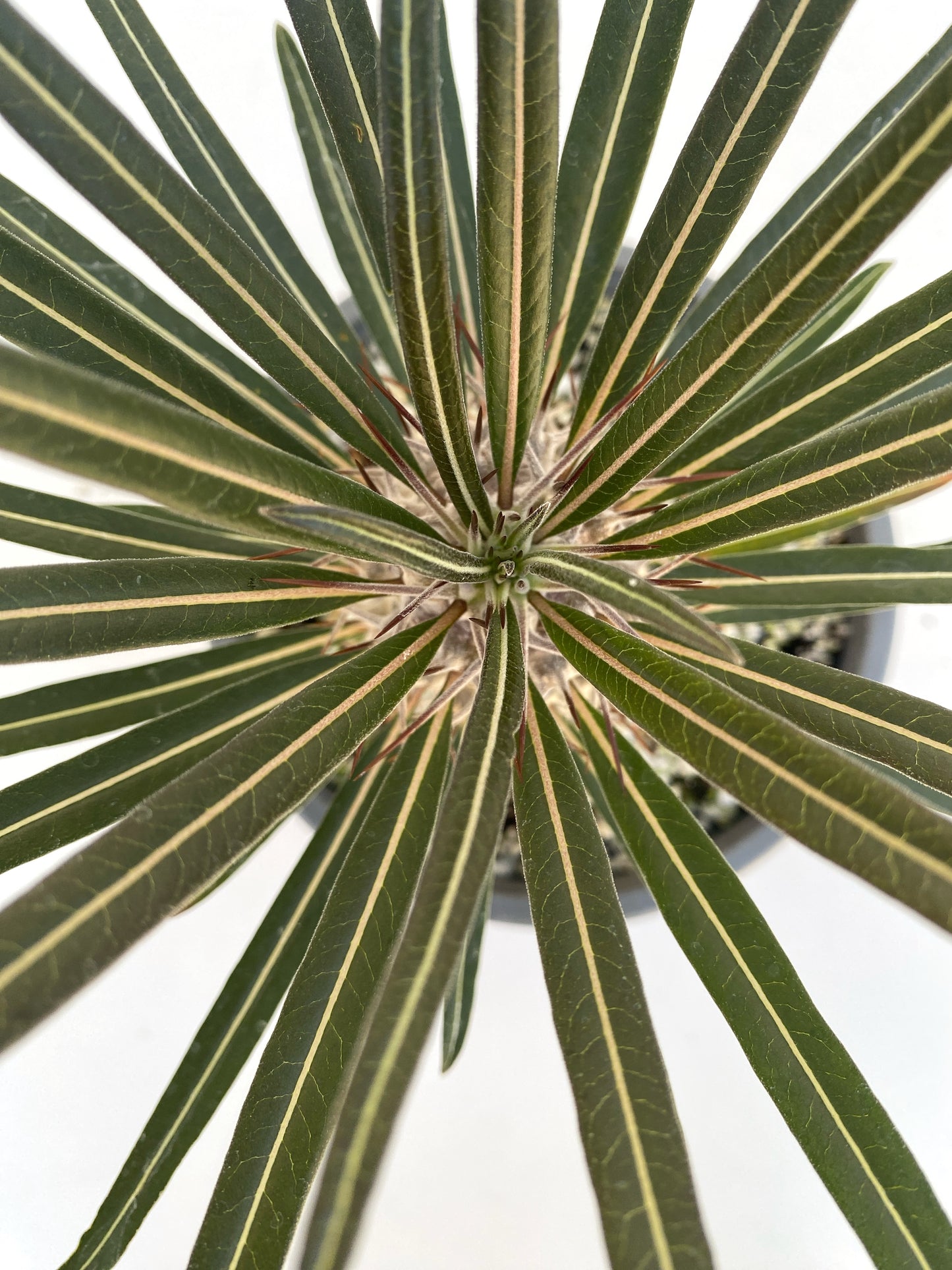 Pachypodium geayi – Silver Madagascar Palm - Exotic Succulent Grown in Elfin Forest, California