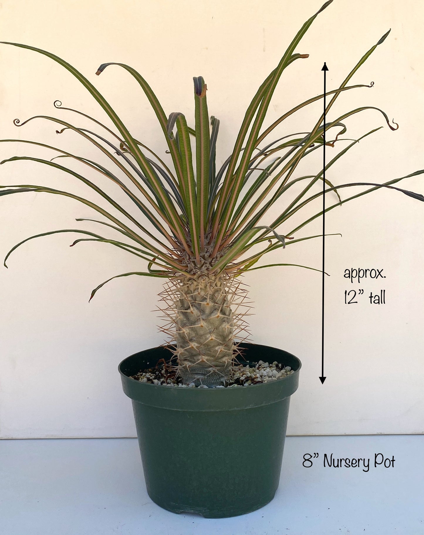 Pachypodium geayi – Silver Madagascar Palm - Exotic Succulent Grown in Elfin Forest, California