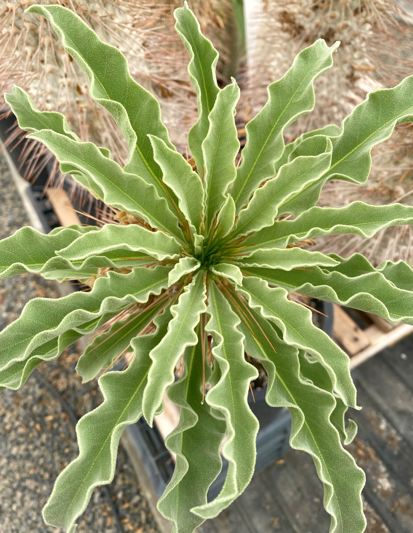 Pachypodium namaquanum – Elephant’s Trunk (Halfmens), Caudiciform Succulent Tree, Grown in Elfin Forest, California