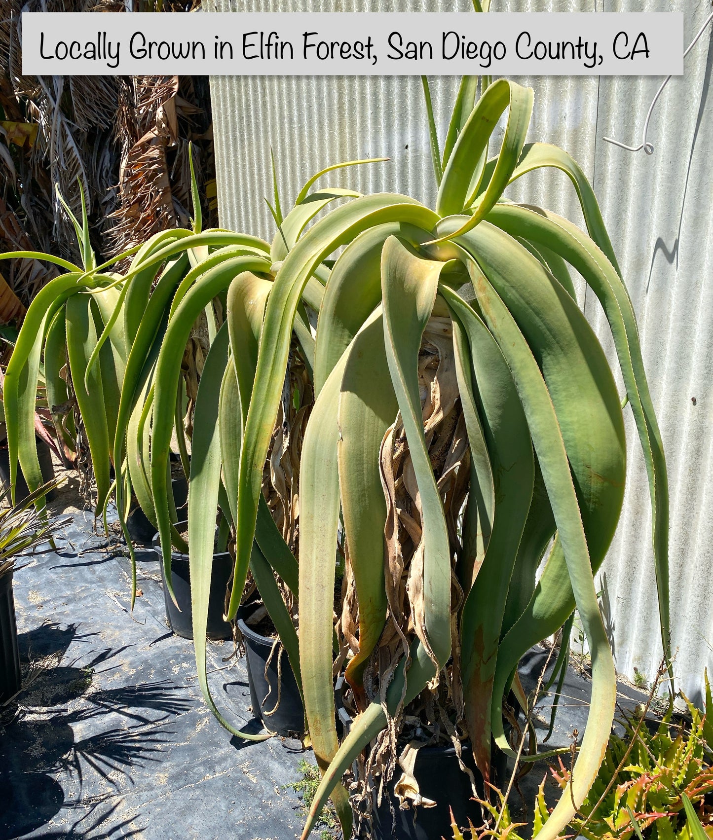 Yemen Tree Aloe (Aloe Sabaea) - Rare Tree-like Succulent Plant - Grown in Elfin Forest, California