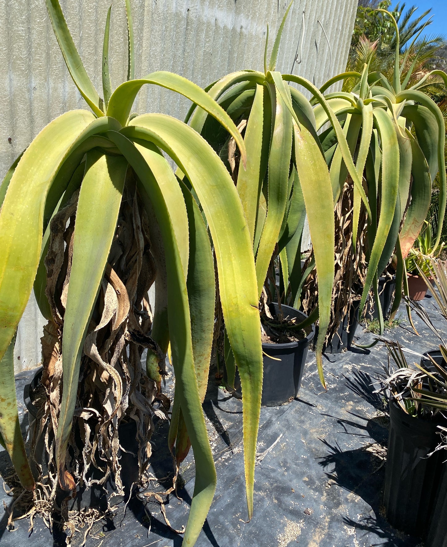 Yemen Tree Aloe (Aloe Sabaea) - Rare Tree-like Succulent Plant - Grown in Elfin Forest, California