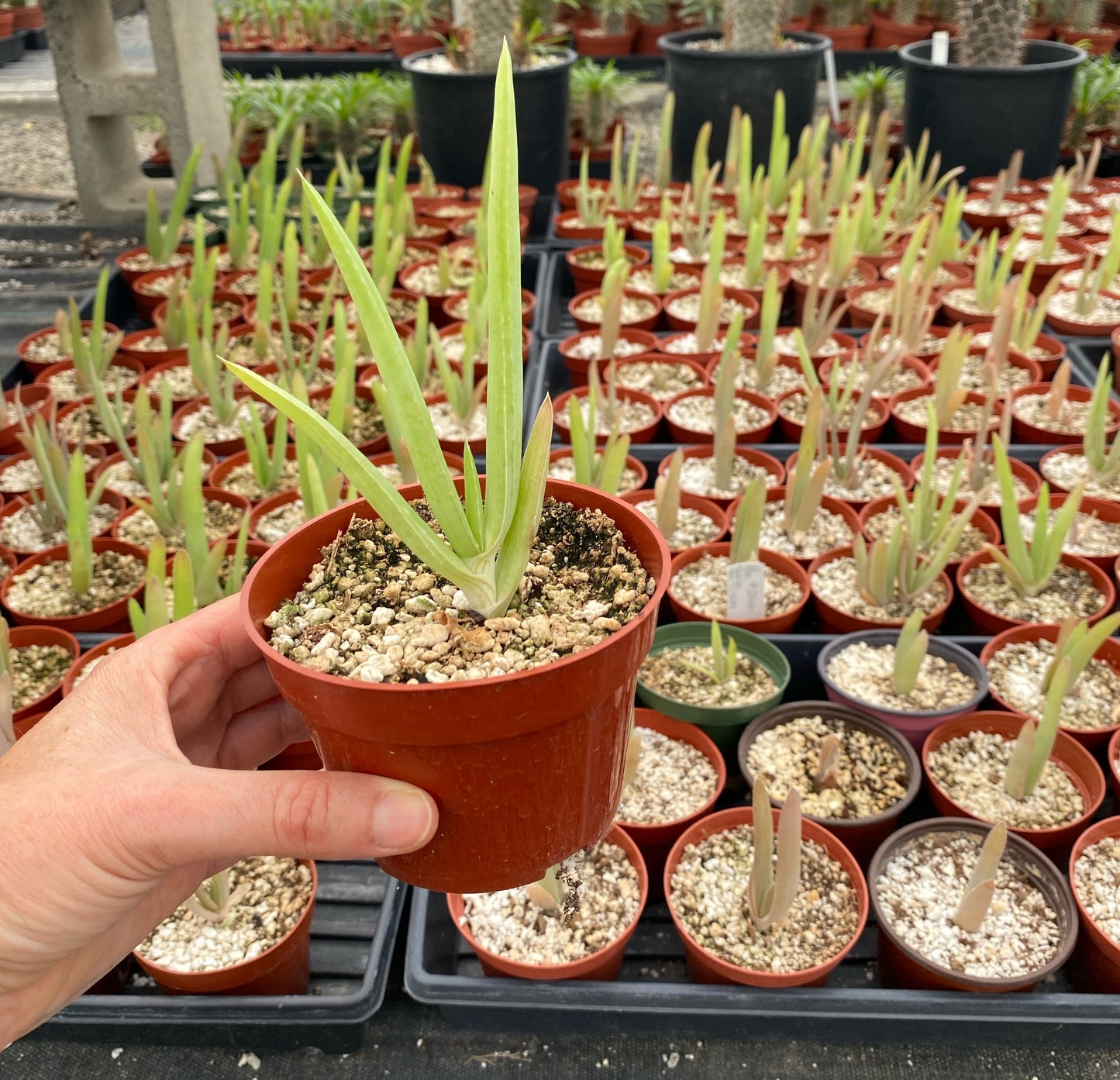 Yemen Tree Aloe (Aloe Sabaea) - Rare Tree-like Succulent Plant - Grown in Elfin Forest, California