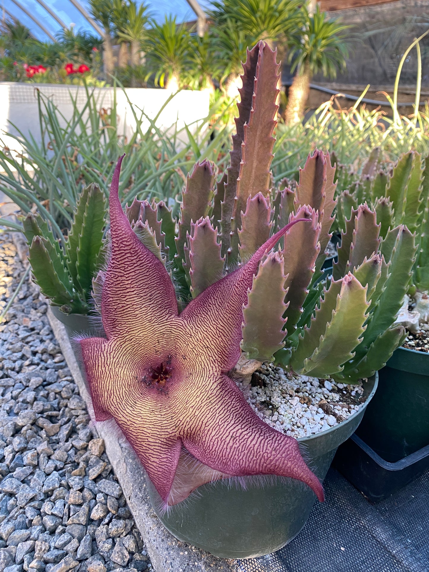 Stapelia grandiflora (Starfish Plant) - Rare Succulent - Grown in Elfin Forest, California