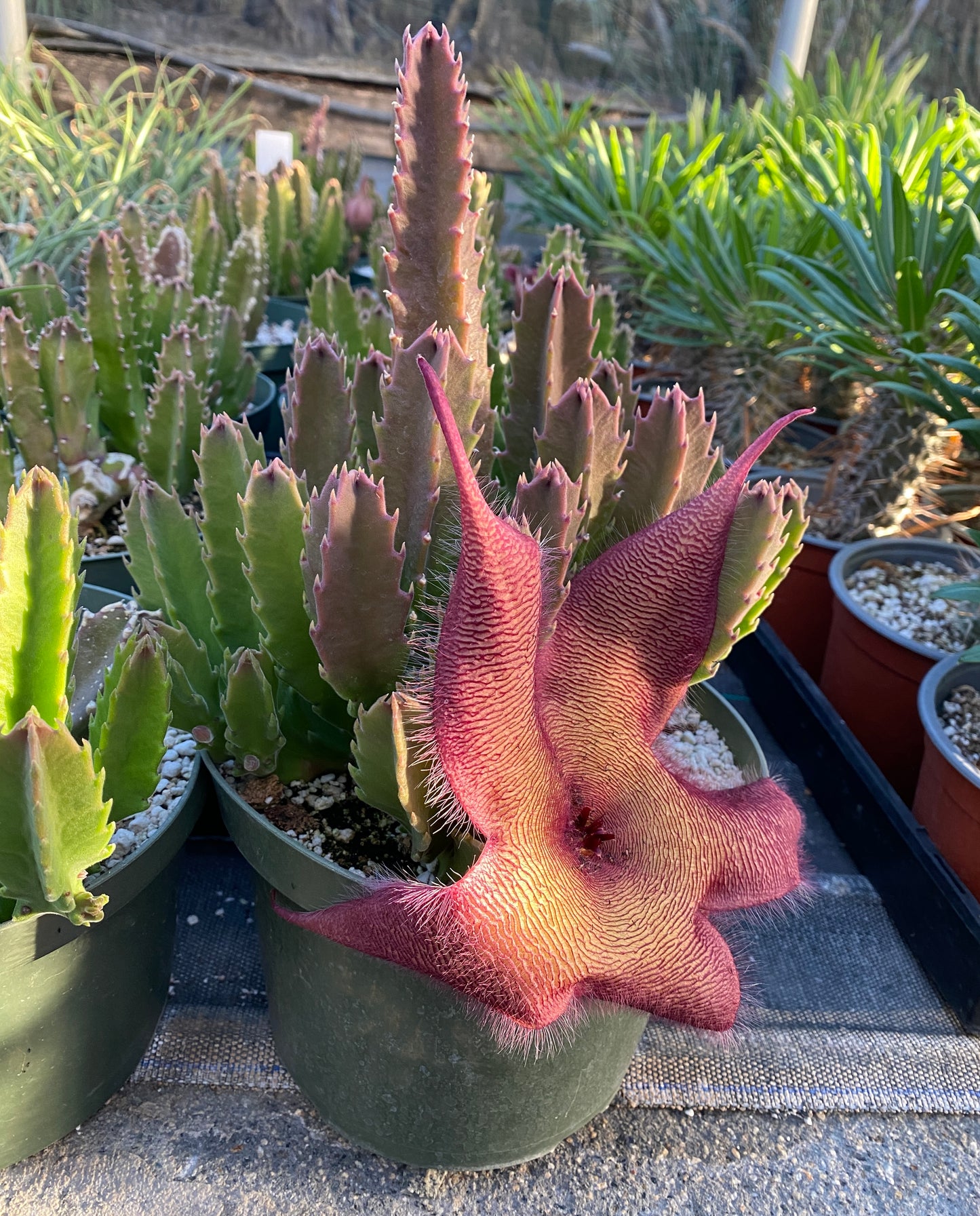Stapelia grandiflora (Starfish Plant) - Rare Succulent - Grown in Elfin Forest, California