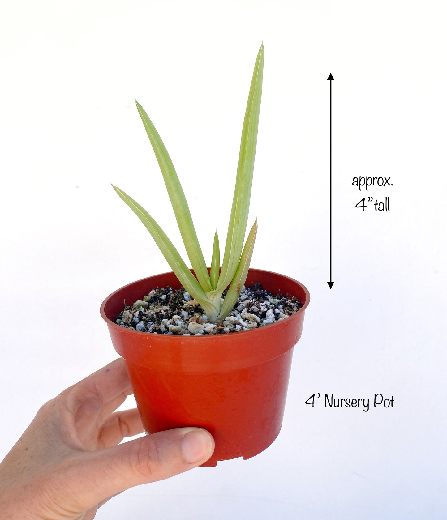 Yemen Tree Aloe (Aloe Sabaea) - Rare Tree-like Succulent Plant - Grown in Elfin Forest, California