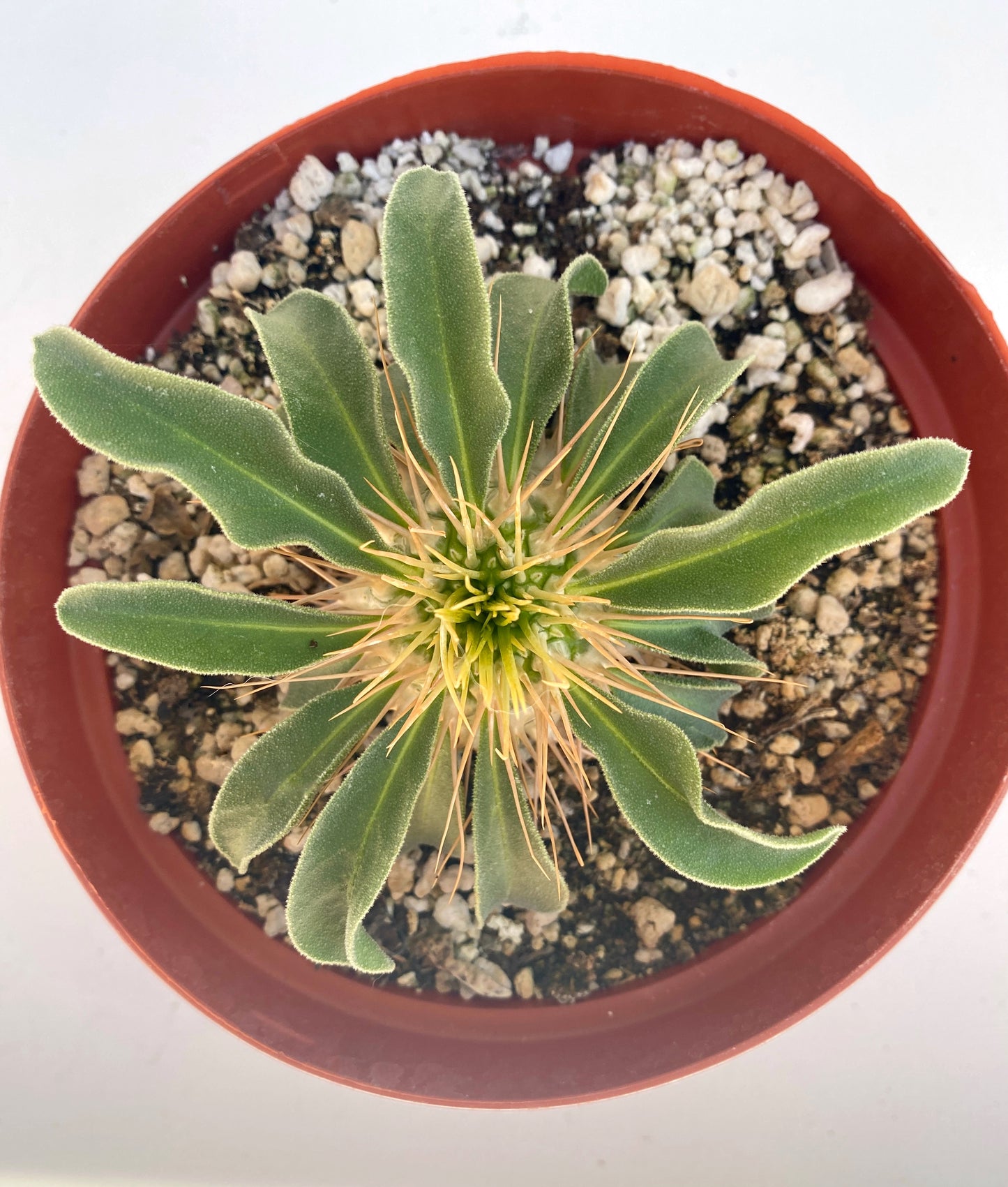 Pachypodium namaquanum – Elephant’s Trunk (Halfmens), Caudiciform Succulent Tree, Grown in Elfin Forest, California