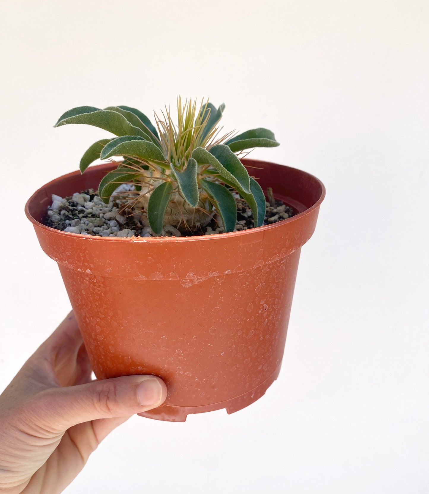 Pachypodium namaquanum – Elephant’s Trunk (Halfmens), Caudiciform Succulent Tree, Grown in Elfin Forest, California