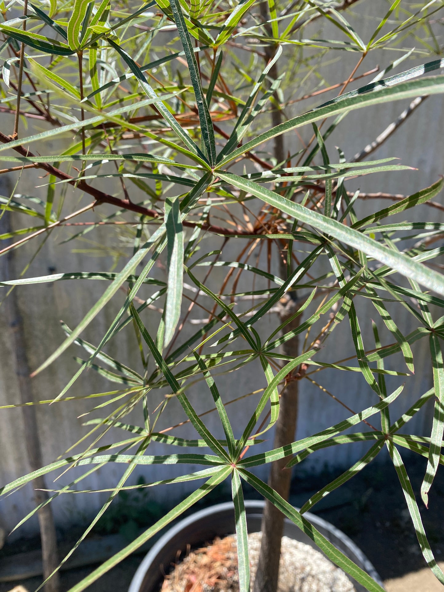 Queensland Bottle Tree (Brachychiton rupestris) – Rare Drought-Tolerant Tree – Grown in Elfin Forest, California