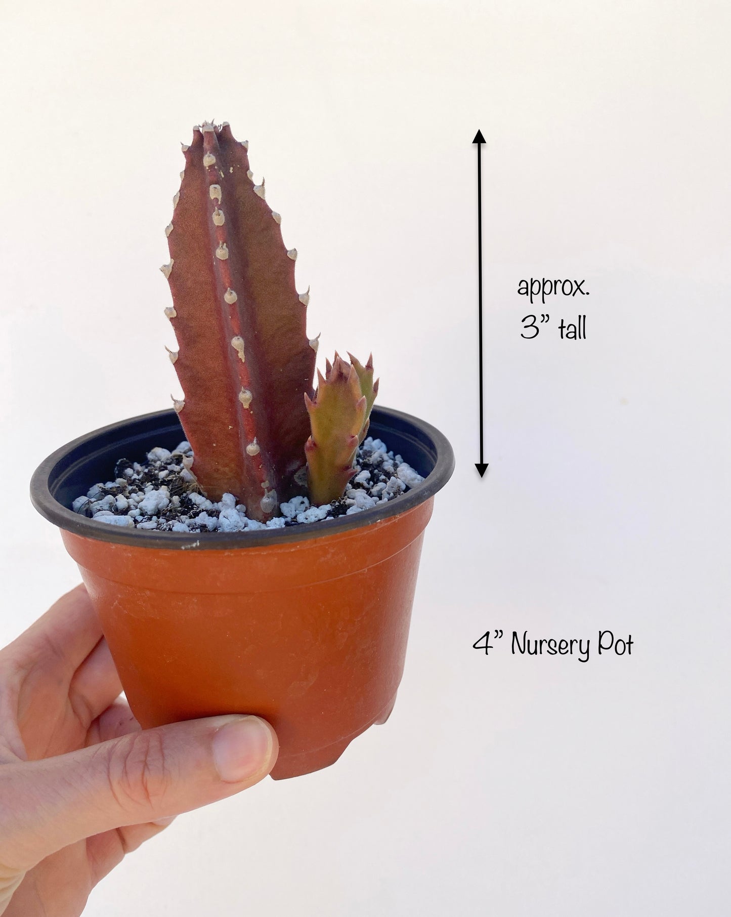 Stapelia grandiflora (Starfish Plant) - Rare Succulent - Grown in Elfin Forest, California