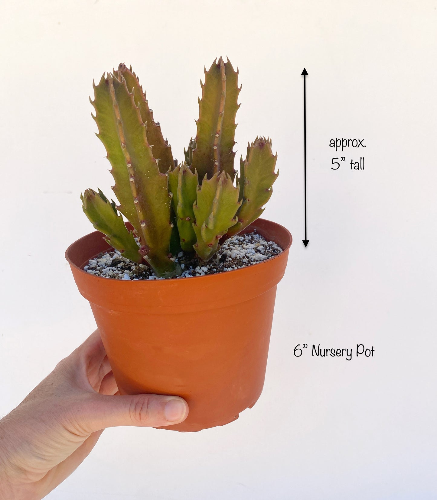 Stapelia grandiflora (Starfish Plant) - Rare Succulent - Grown in Elfin Forest, California