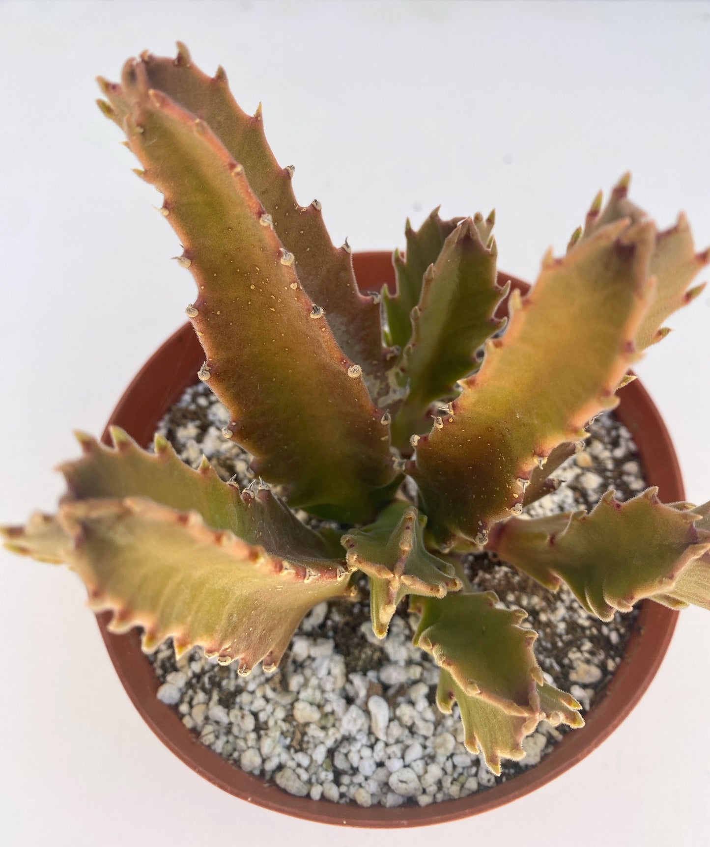 Stapelia grandiflora (Starfish Plant) - Rare Succulent - Grown in Elfin Forest, California