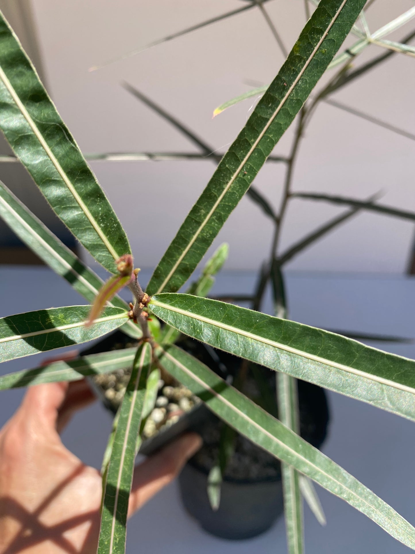 Queensland Bottle Tree (Brachychiton rupestris) – Rare Drought-Tolerant Tree – Grown in Elfin Forest, California