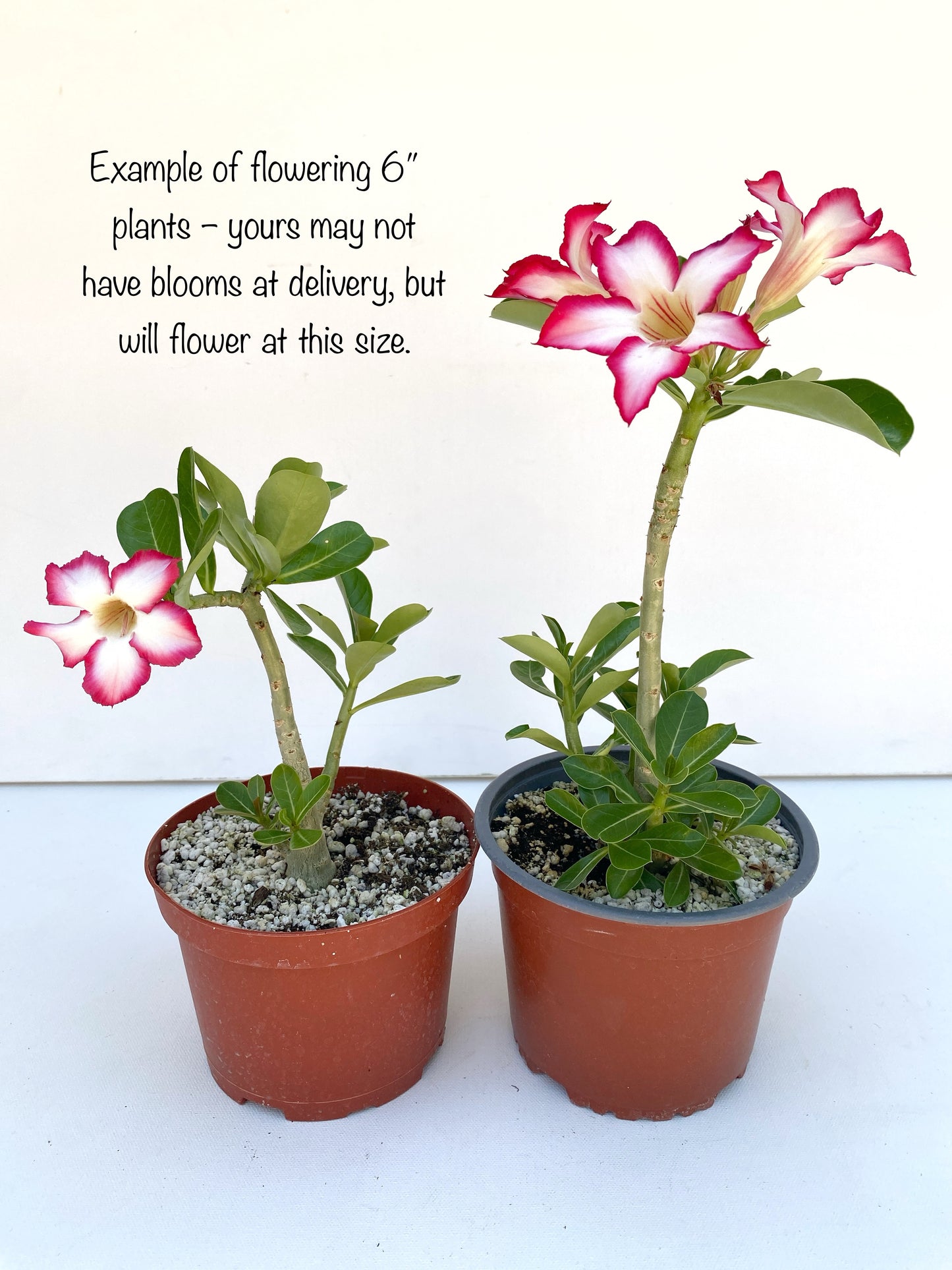 Adenium obesum Picotee – Desert Rose (Red & White Bicolor) – Grown in Elfin Forest, California