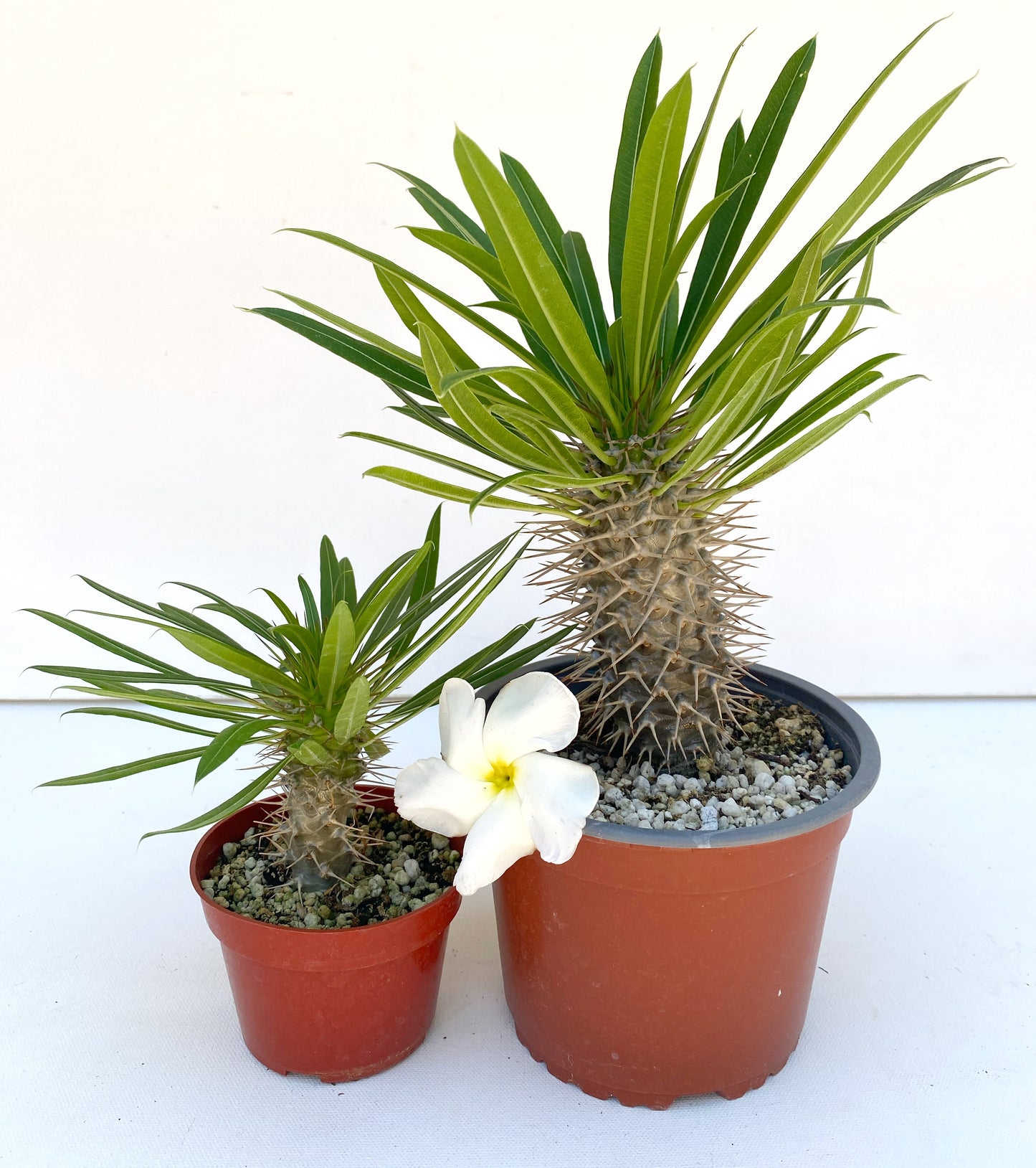 Pachypodium lamerei - Madagascar Palm - Exotic Succulent Grown in Elfin Forest, California