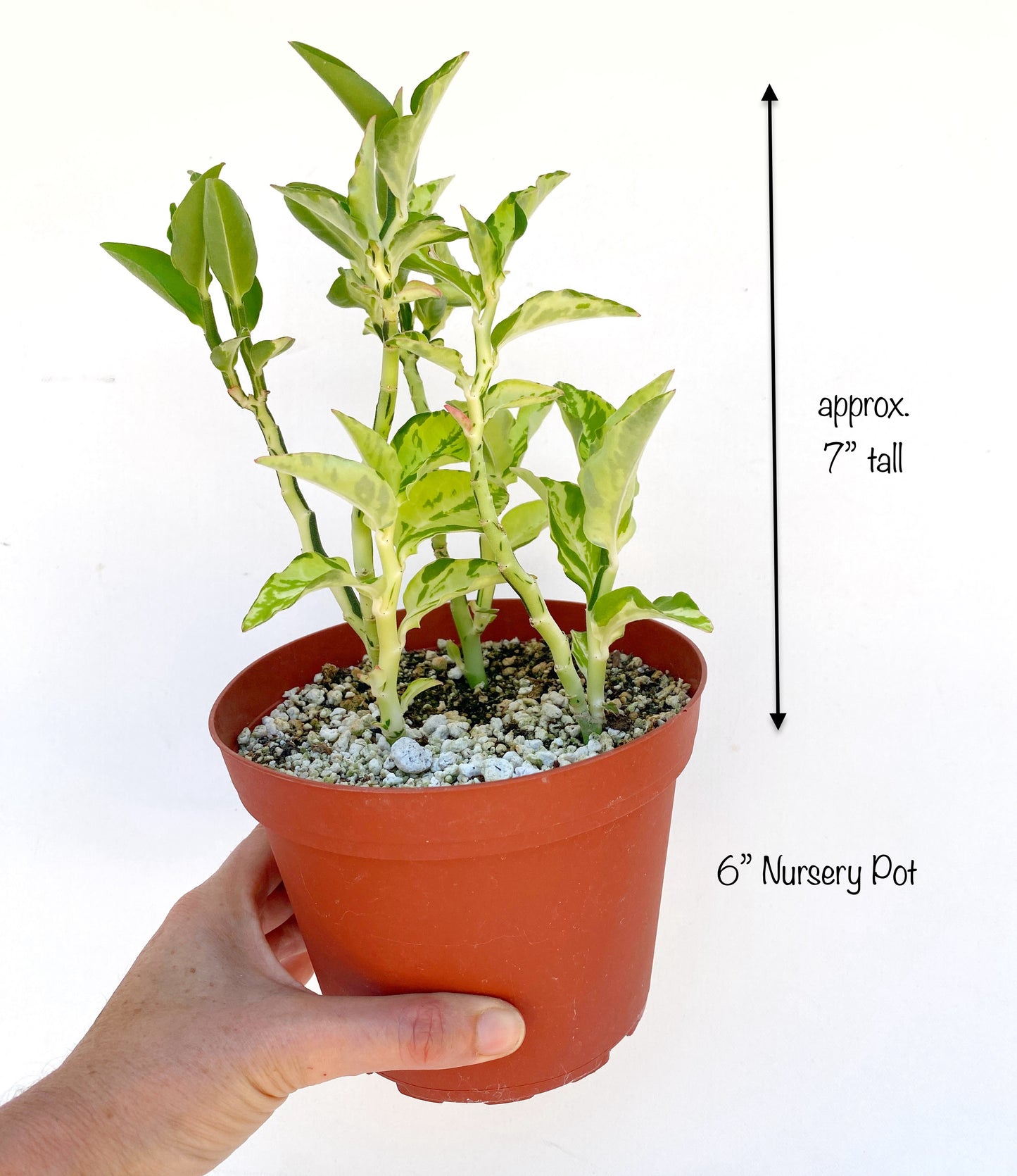 Devil’s Backbone (Variegated Form) – Pedilanthus tithymaloides - Grown in Elfin Forest, California