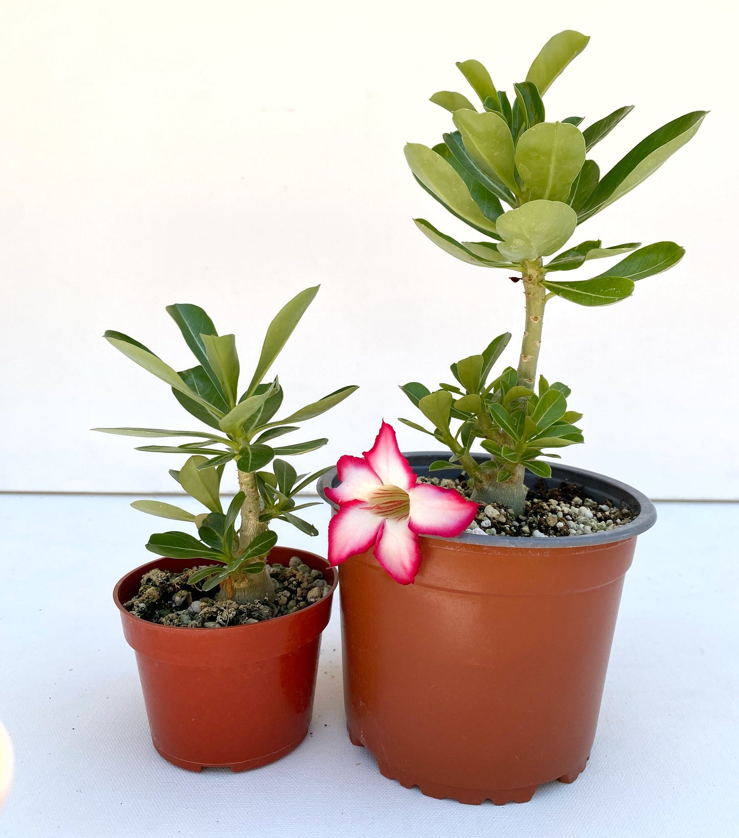 Adenium obesum Picotee – Desert Rose (Red & White Bicolor) – Grown in Elfin Forest, California