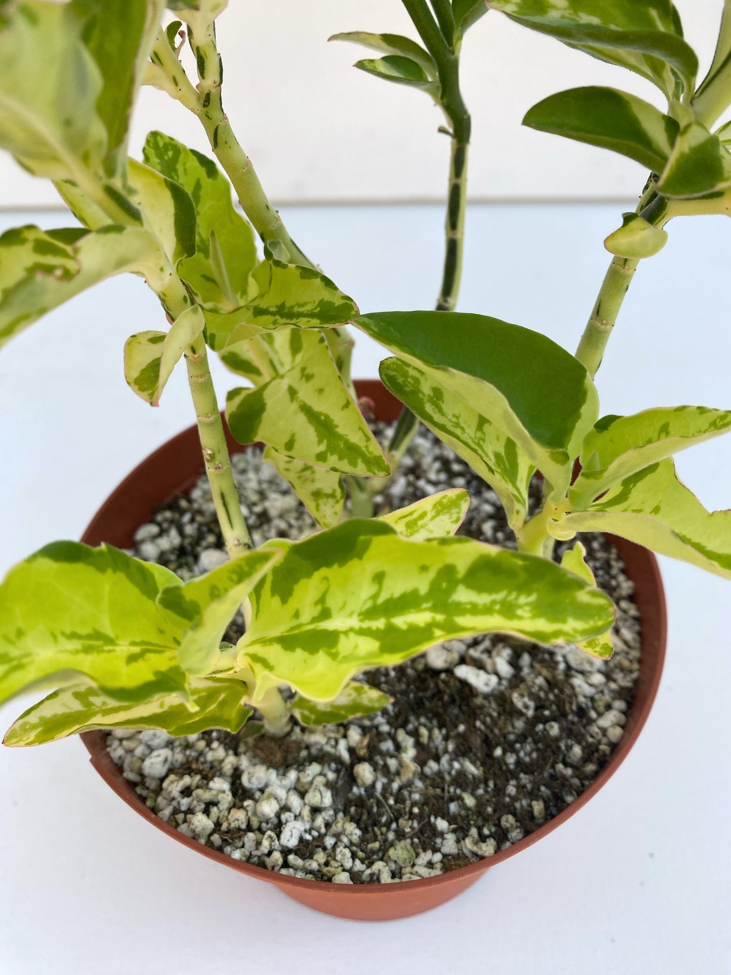 Devil’s Backbone (Variegated Form) – Pedilanthus tithymaloides - Grown in Elfin Forest, California