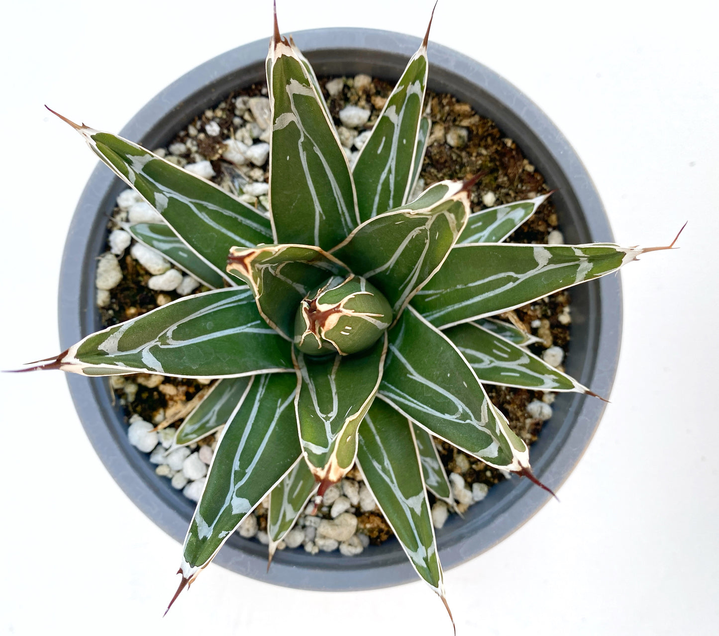 Queen Victoria Agave (Agave victoriae-reginae) – Jewel of the Agaves – Grown in Elfin Forest, California