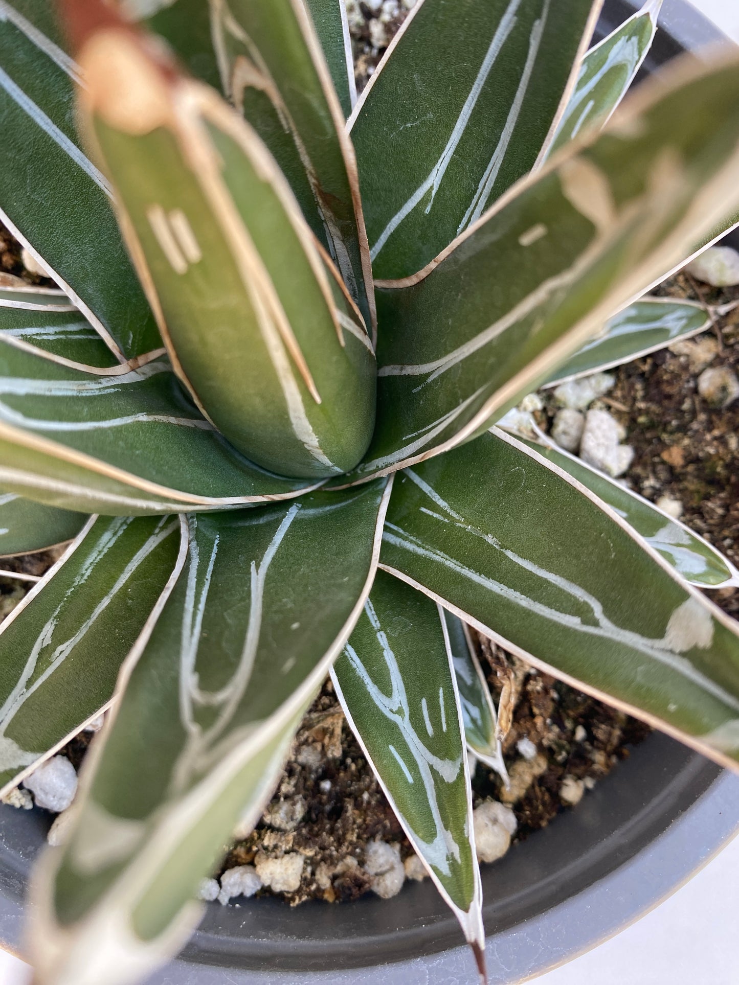 Queen Victoria Agave (Agave victoriae-reginae) – Jewel of the Agaves – Grown in Elfin Forest, California