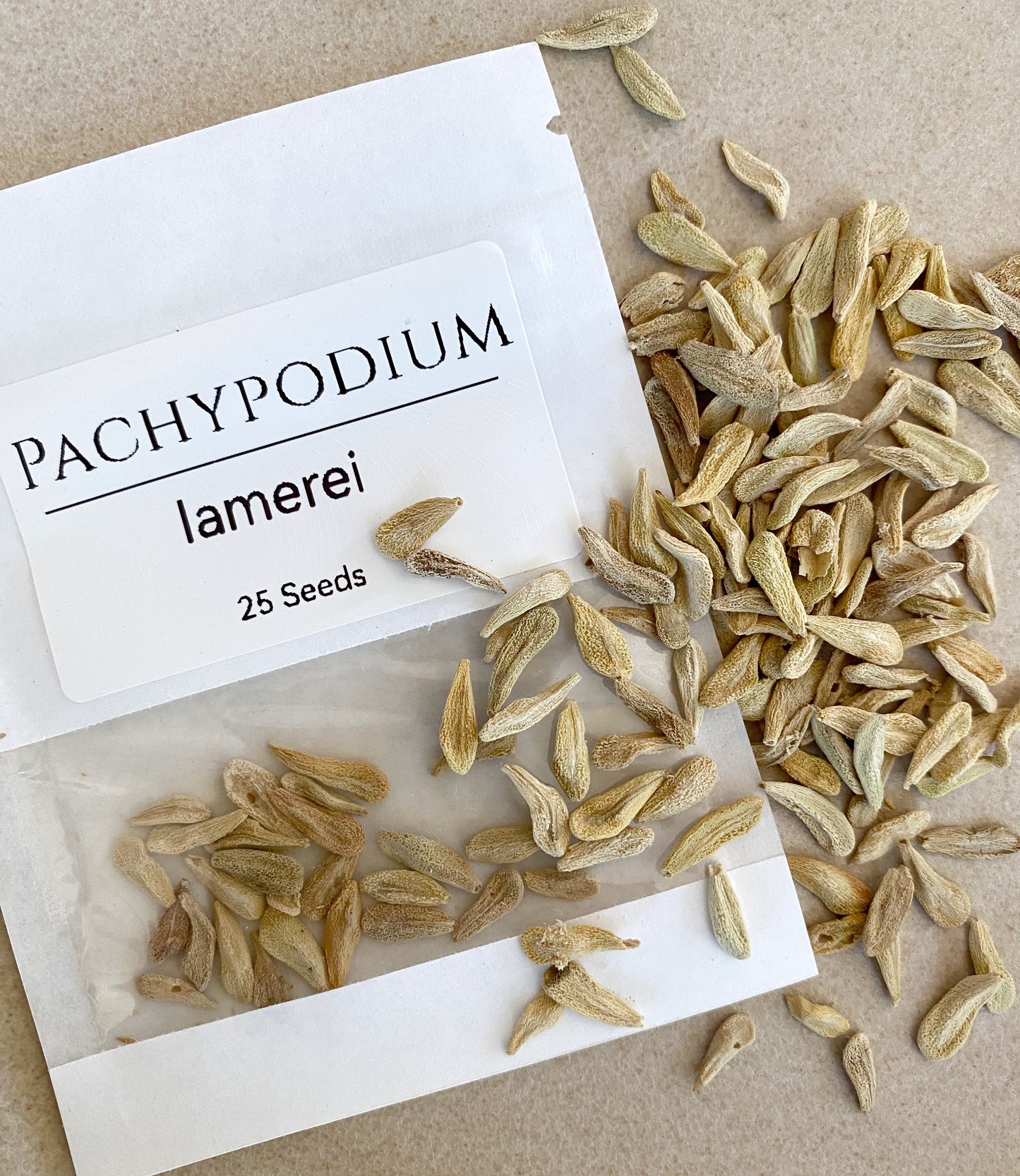 Pachypodium lamerei Seeds (Madagascar Palm) – Exotic Succulent Seeds – Grown in Elfin Forest, California