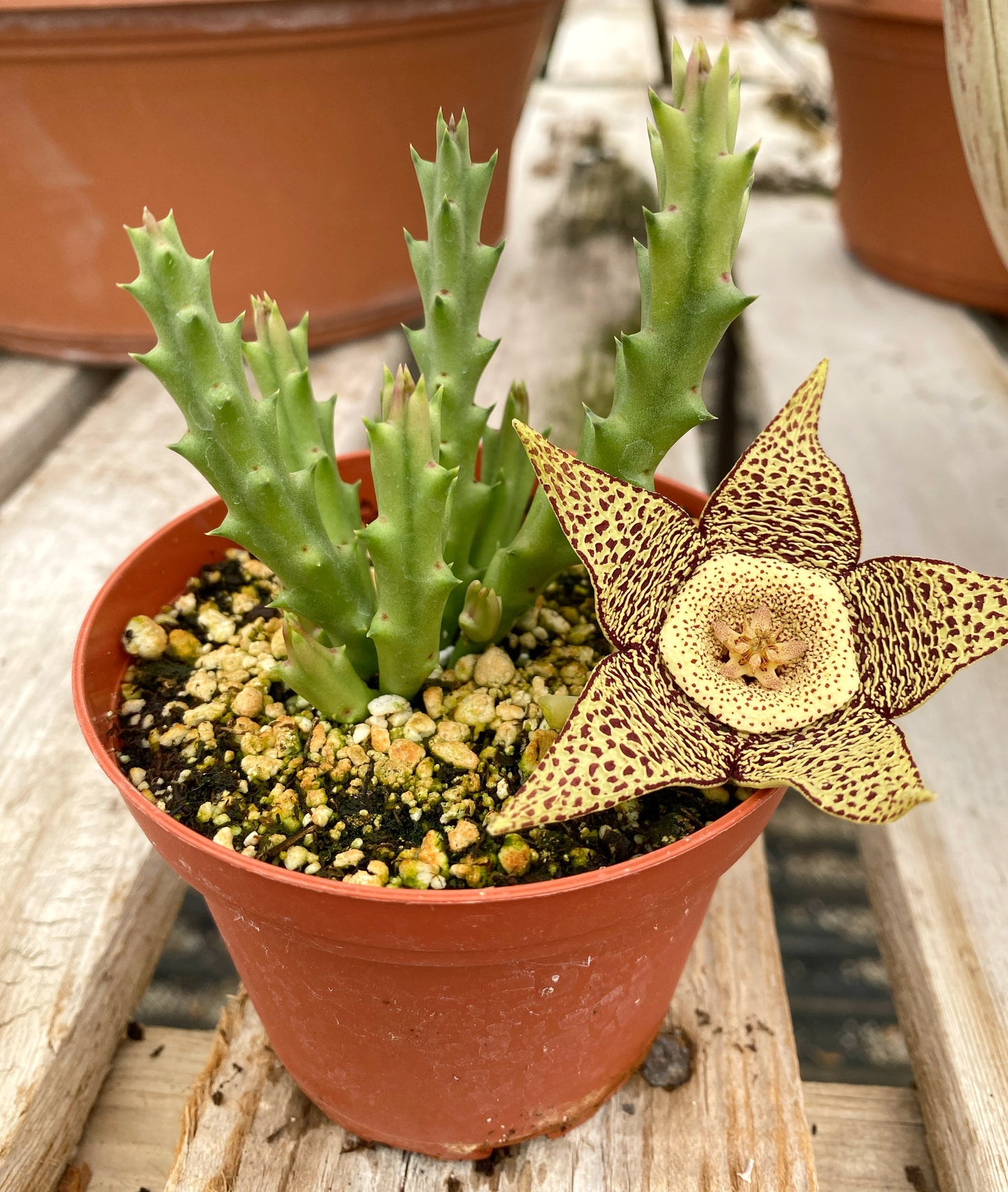 Stapelia variegata (Starfish Flower) – Unique Succulent with Mottled Star Blooms – Grown in Elfin Forest, California