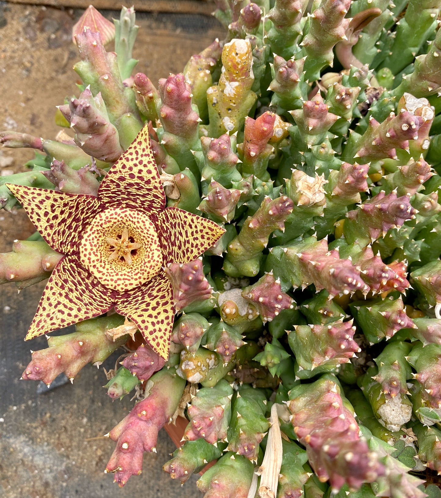 Stapelia variegata (Starfish Flower) – Unique Succulent with Mottled Star Blooms – Grown in Elfin Forest, California