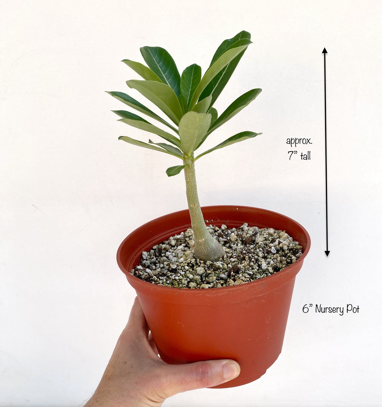 Adenium obesum – Desert Rose (Pink & White Bicolor) – Grown in Elfin Forest, California