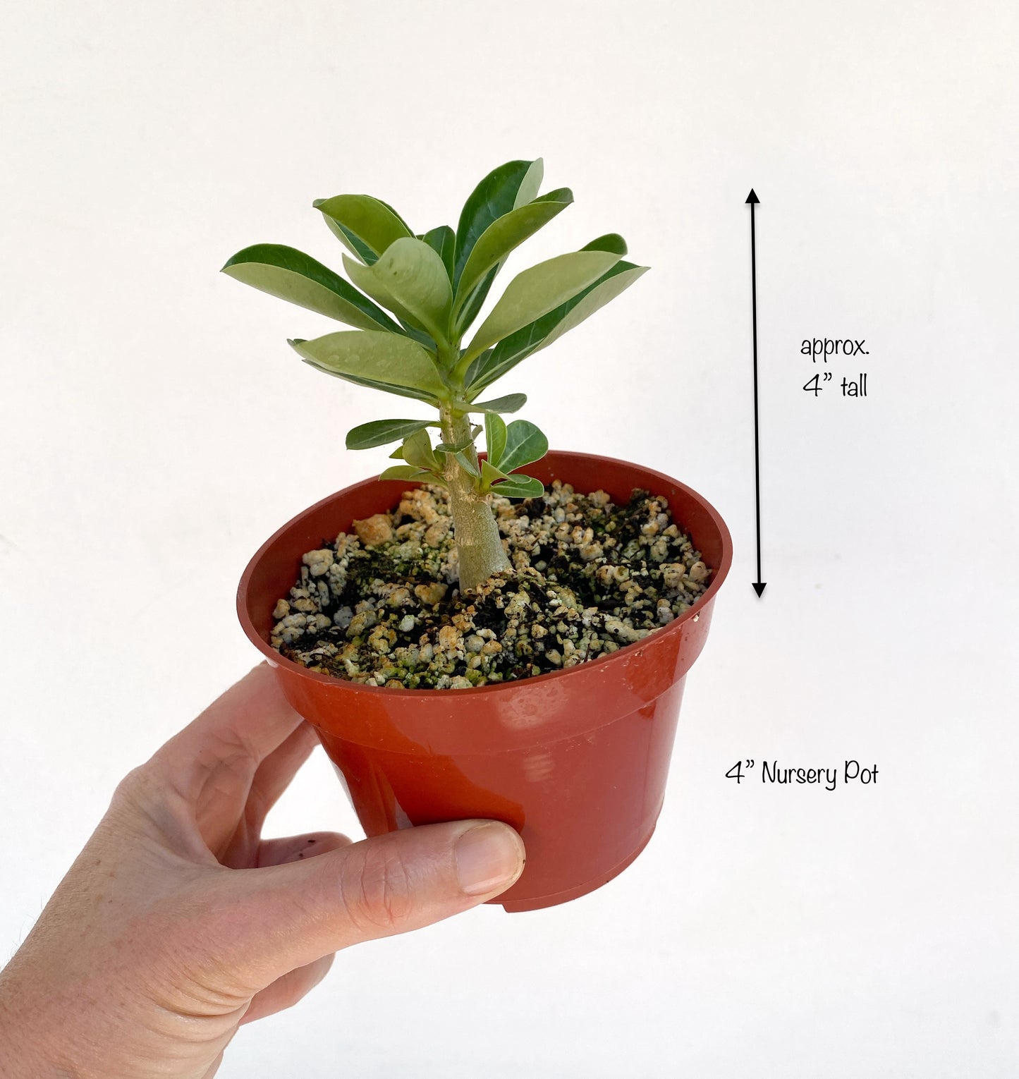 Adenium obesum – Desert Rose (Pink & White Bicolor) – Grown in Elfin Forest, California