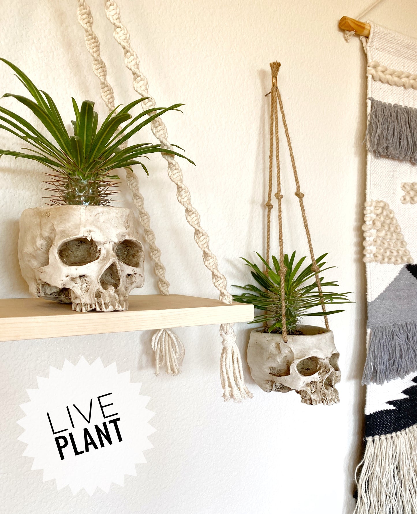Skull Planter with Live Madagascar Palm – Spiky Succulent Tree – Gothic & Halloween Decor
