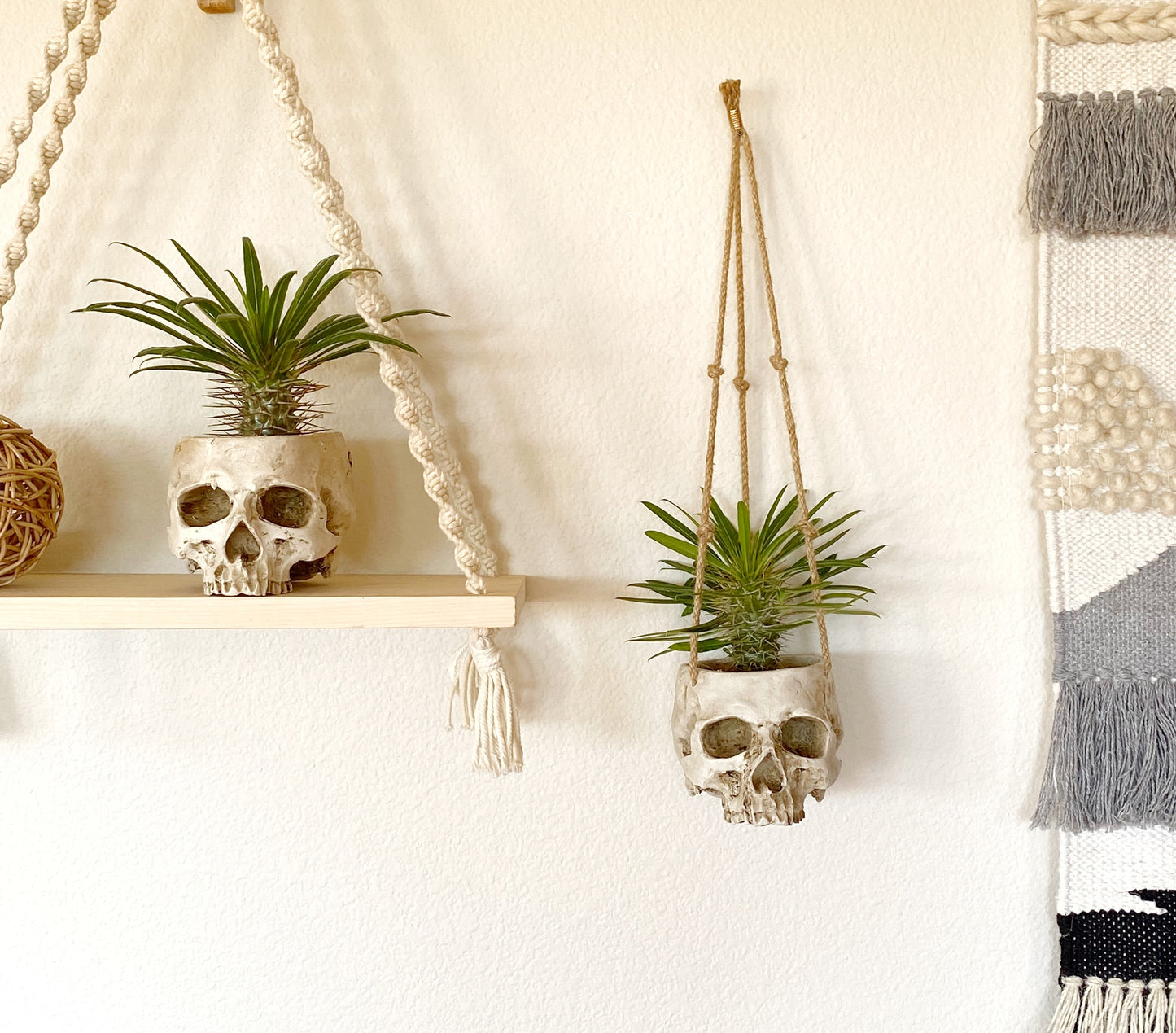 Skull Planter with Live Madagascar Palm – Spiky Succulent Tree – Gothic & Halloween Decor