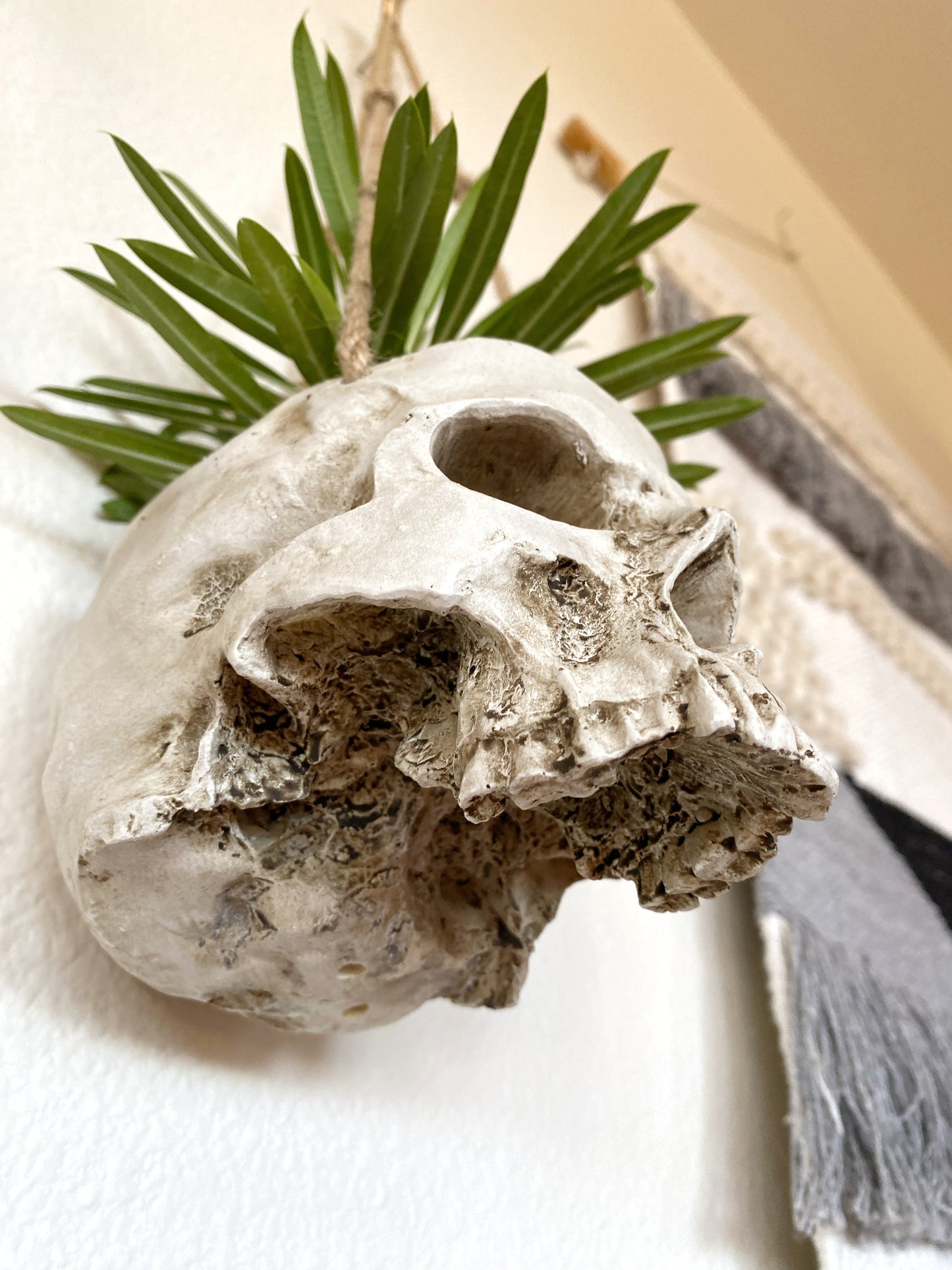 Skull Planter with Live Madagascar Palm – Spiky Succulent Tree – Gothic & Halloween Decor