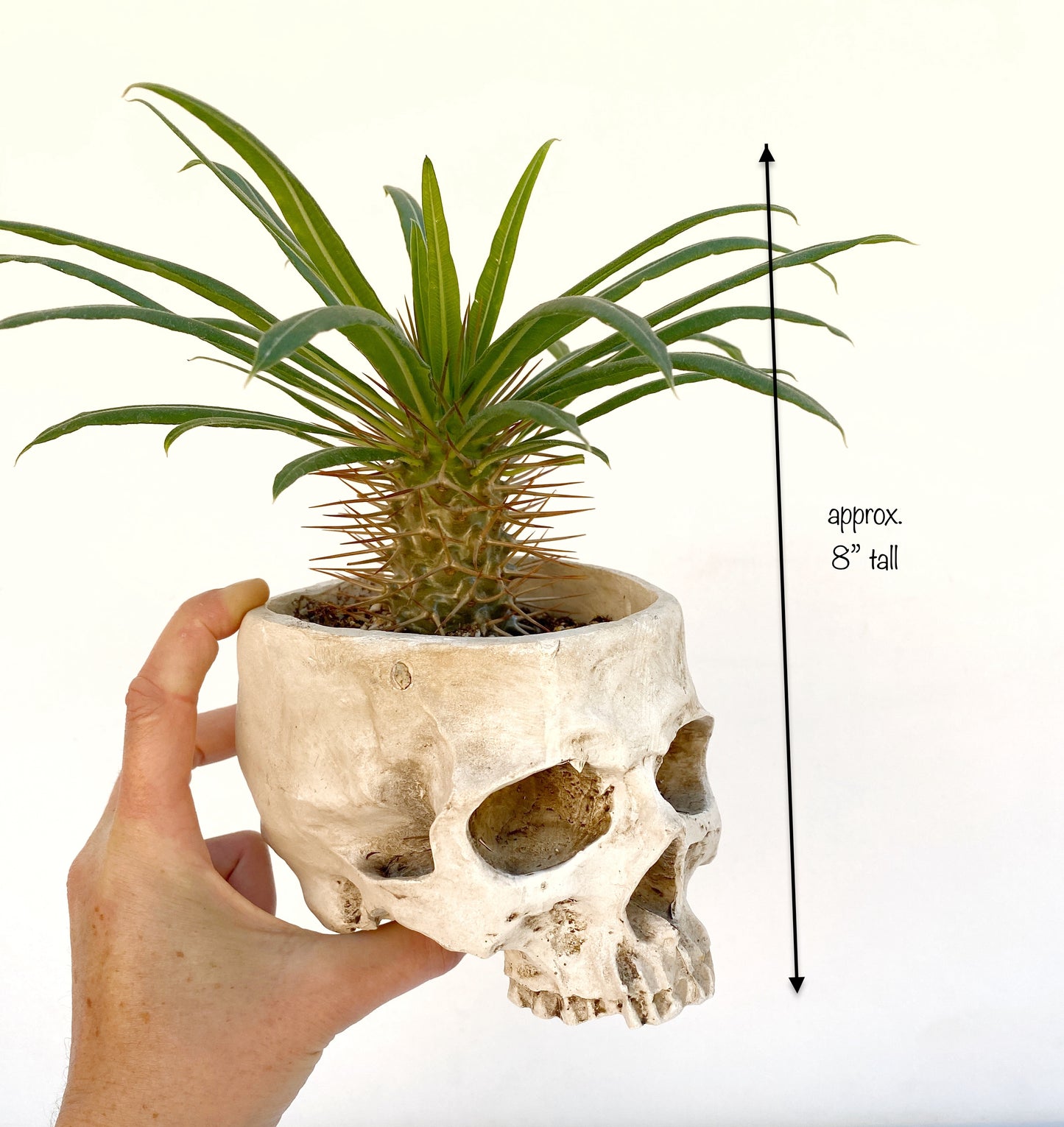 Skull Planter with Live Madagascar Palm – Spiky Succulent Tree – Gothic & Halloween Decor
