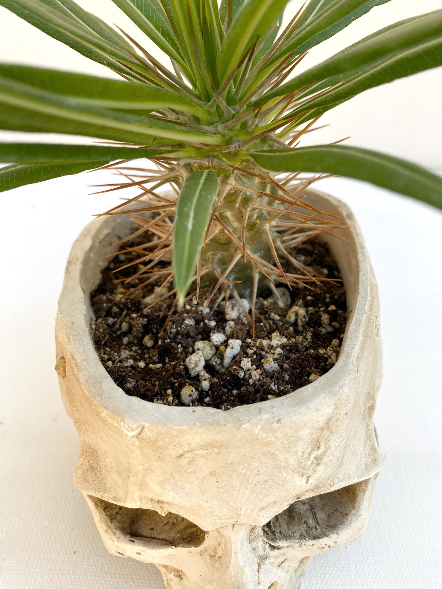 Skull Planter with Live Madagascar Palm – Spiky Succulent Tree – Gothic & Halloween Decor